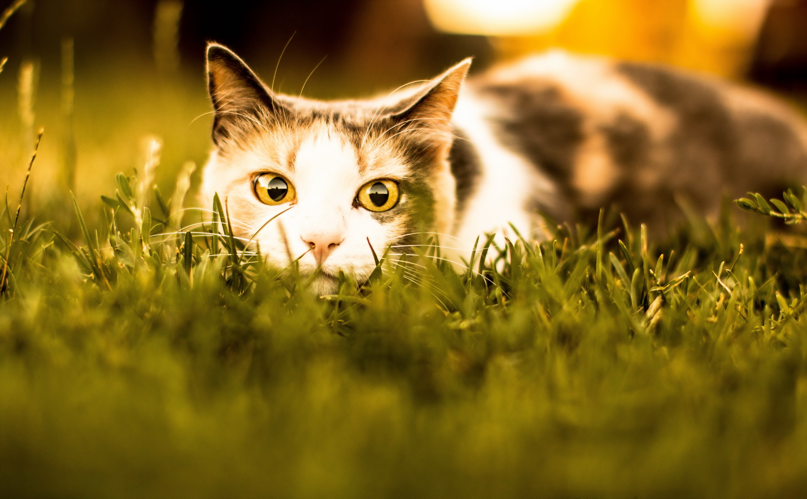 PCデスクトップに動物, 草, ネコ, 猫, 見詰める画像を無料でダウンロード