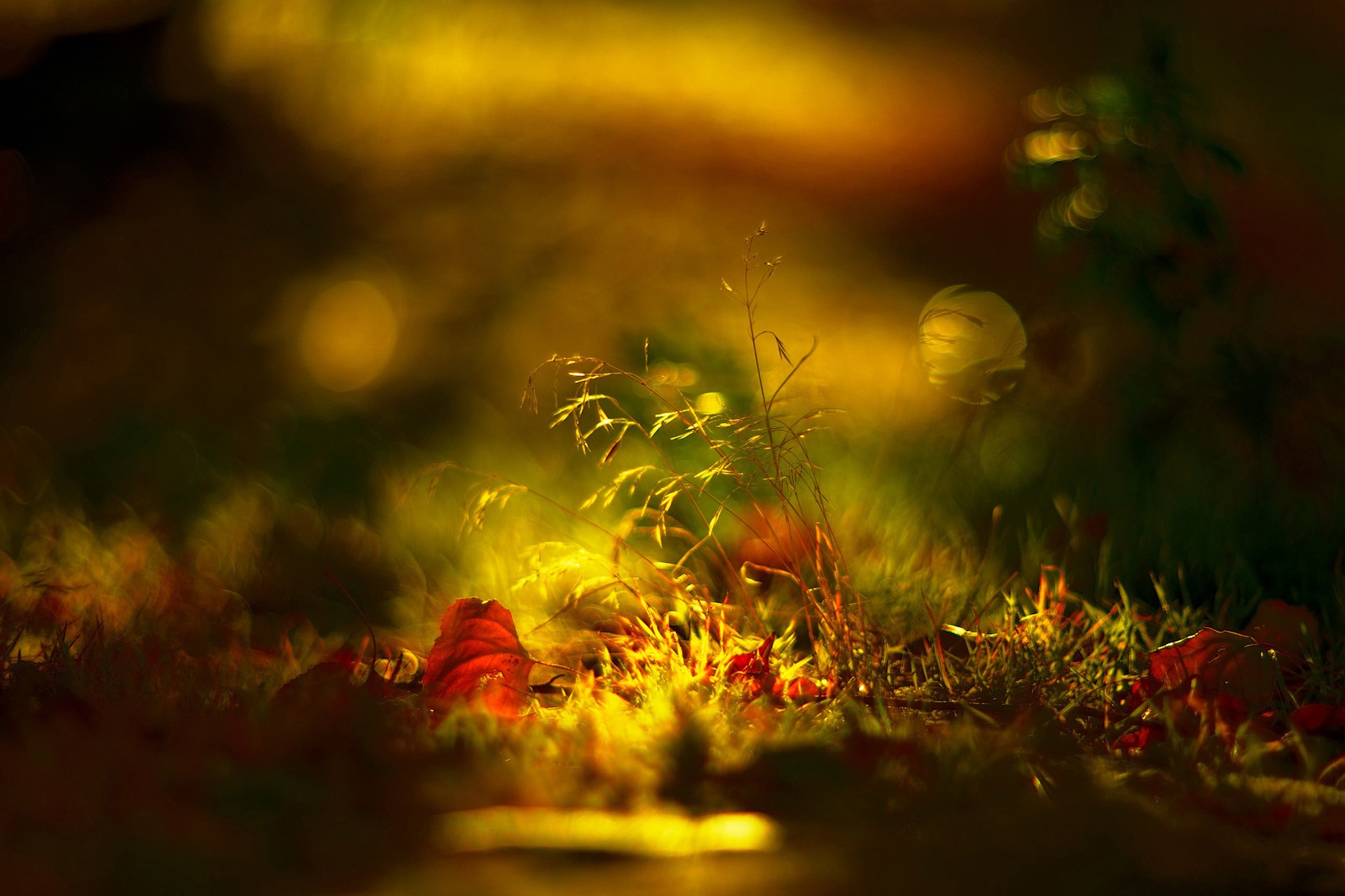 無料モバイル壁紙草, 大きい, マクロ, 輝く, 光, 影, 秋をダウンロードします。