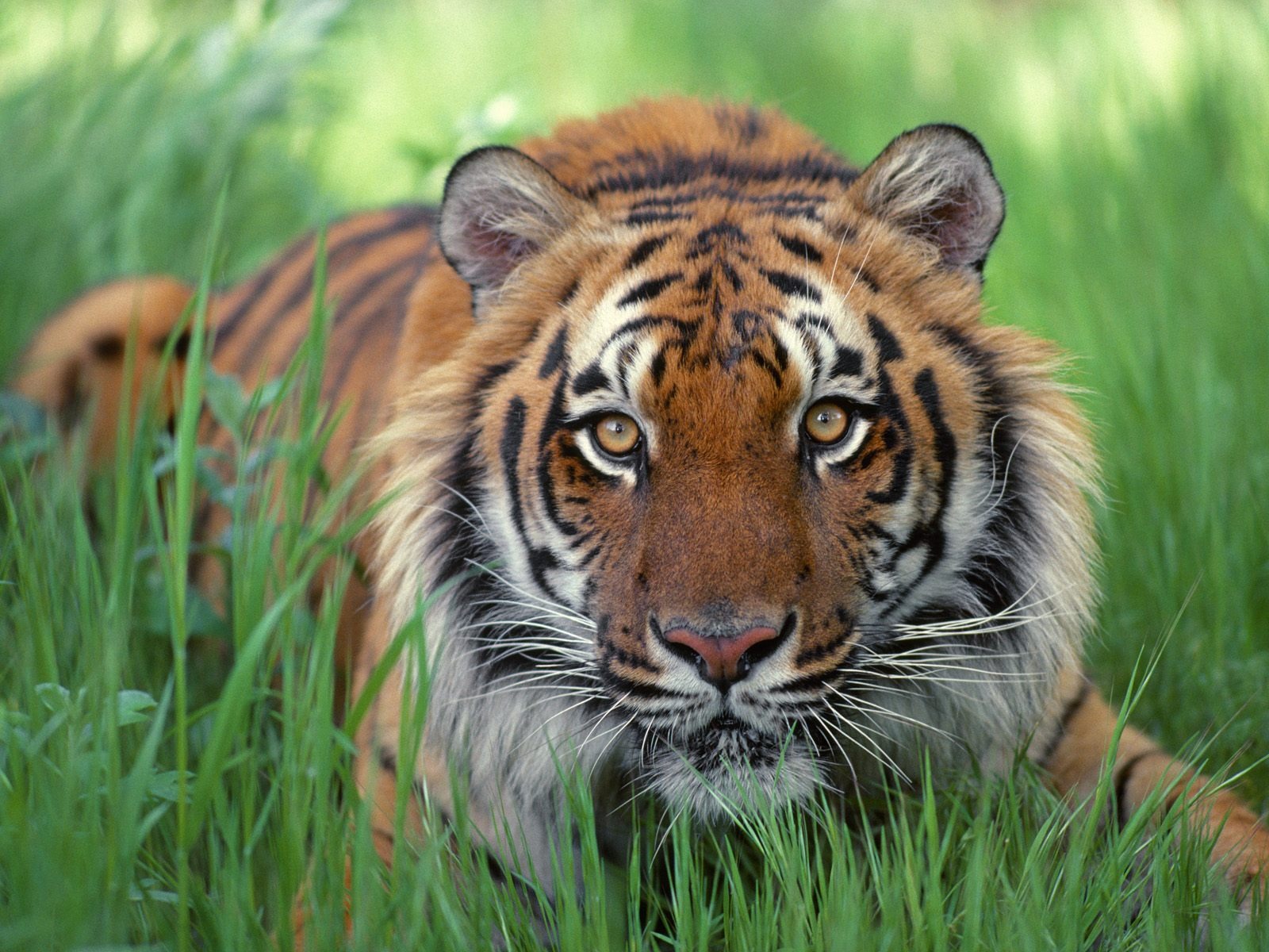 Download mobile wallpaper Tiger, Animal for free.