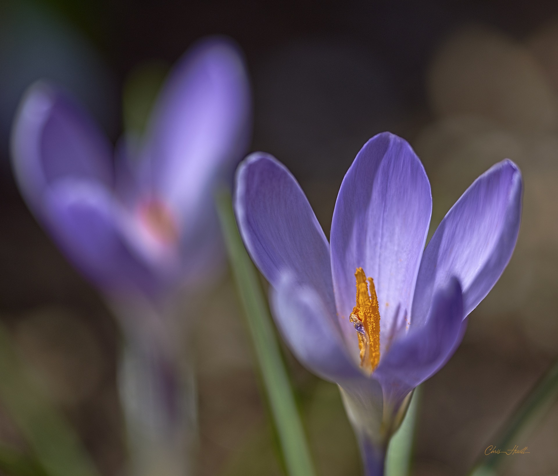 Download mobile wallpaper Flowers, Earth, Crocus for free.