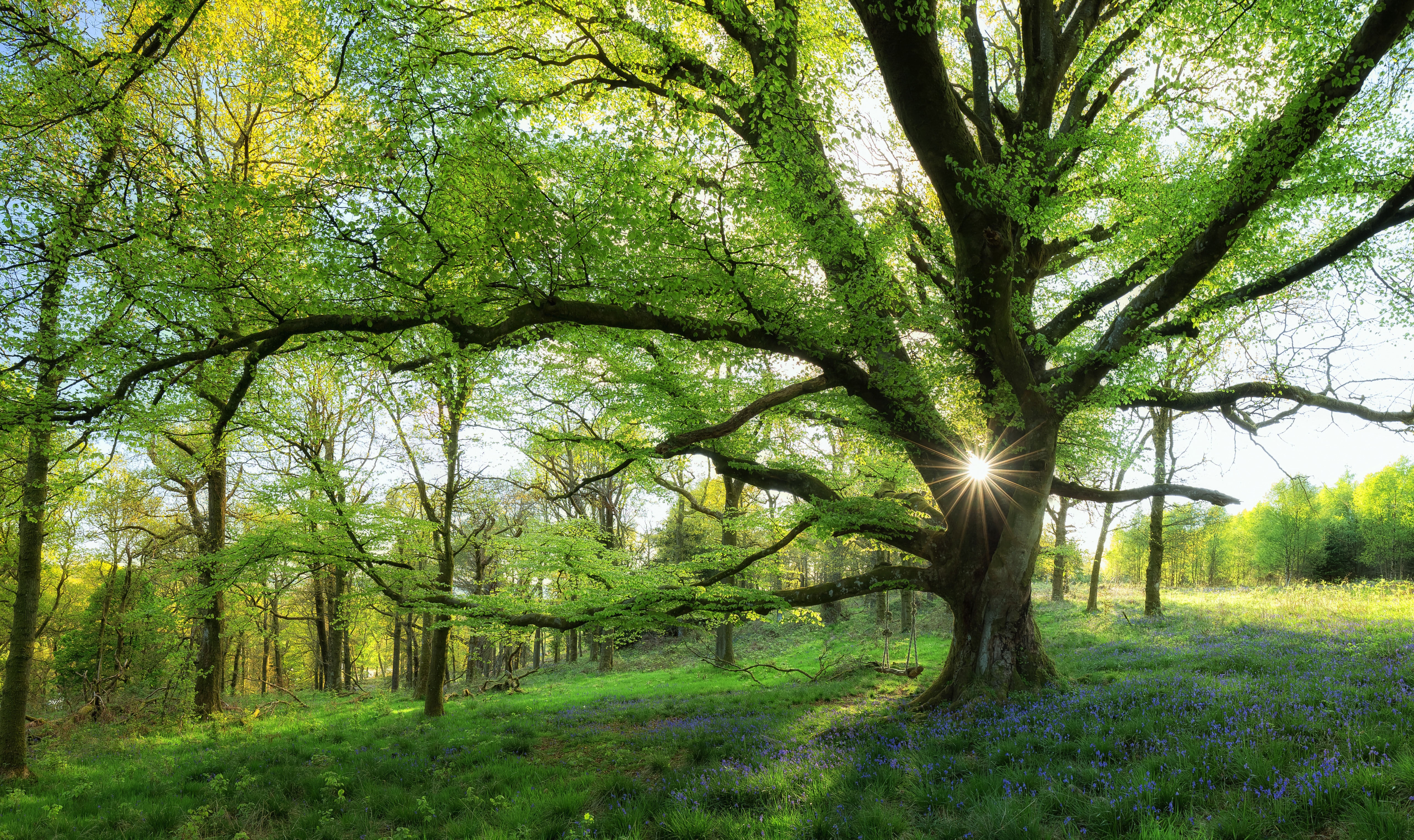 Скачать обои бесплатно Деревья, Лес, Дерево, Весна, Солнечный Луч, Земля/природа картинка на рабочий стол ПК