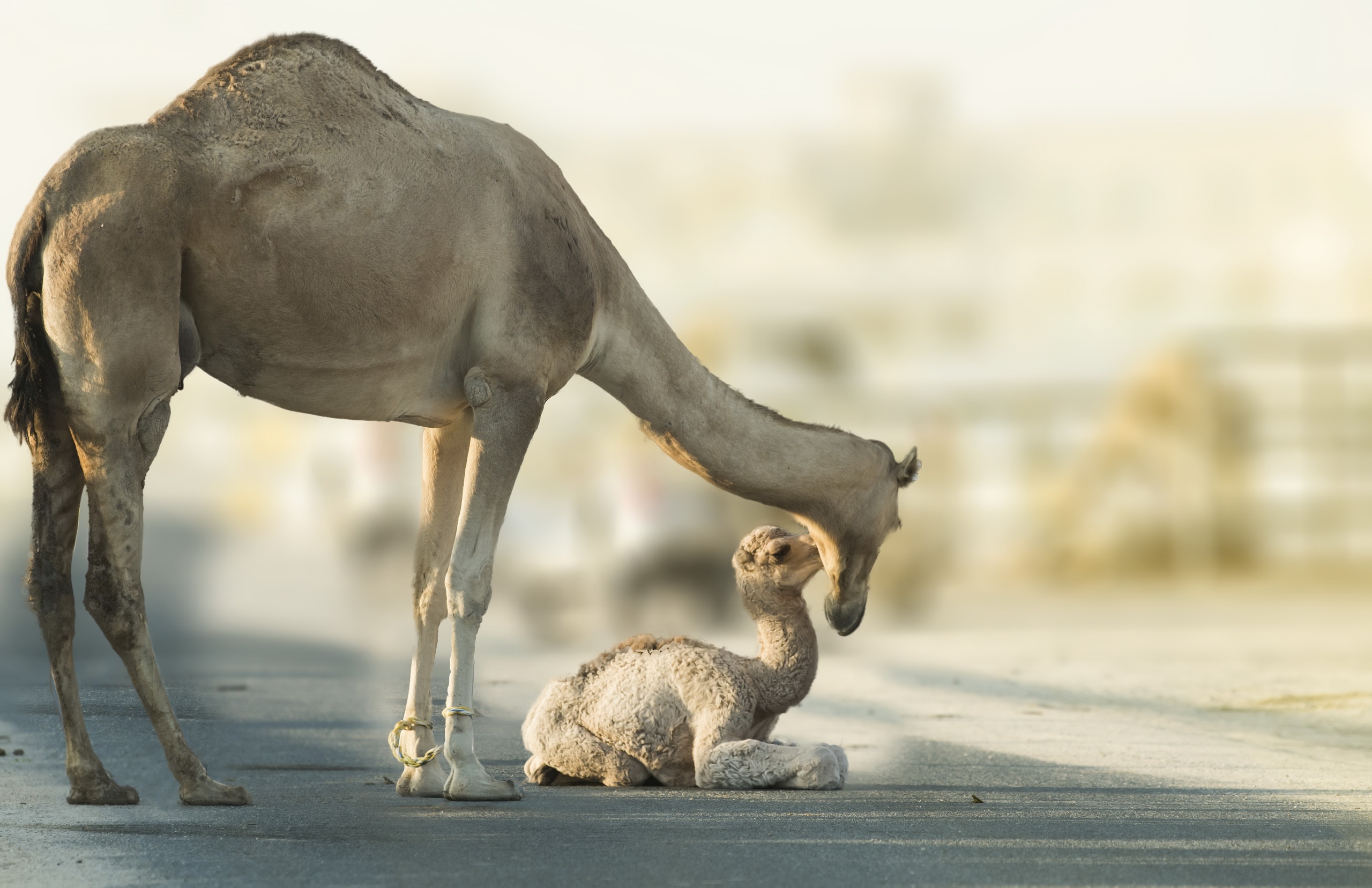 Descarga gratuita de fondo de pantalla para móvil de Animales, Camello, Bebe Animal, Profundidad De Campo.