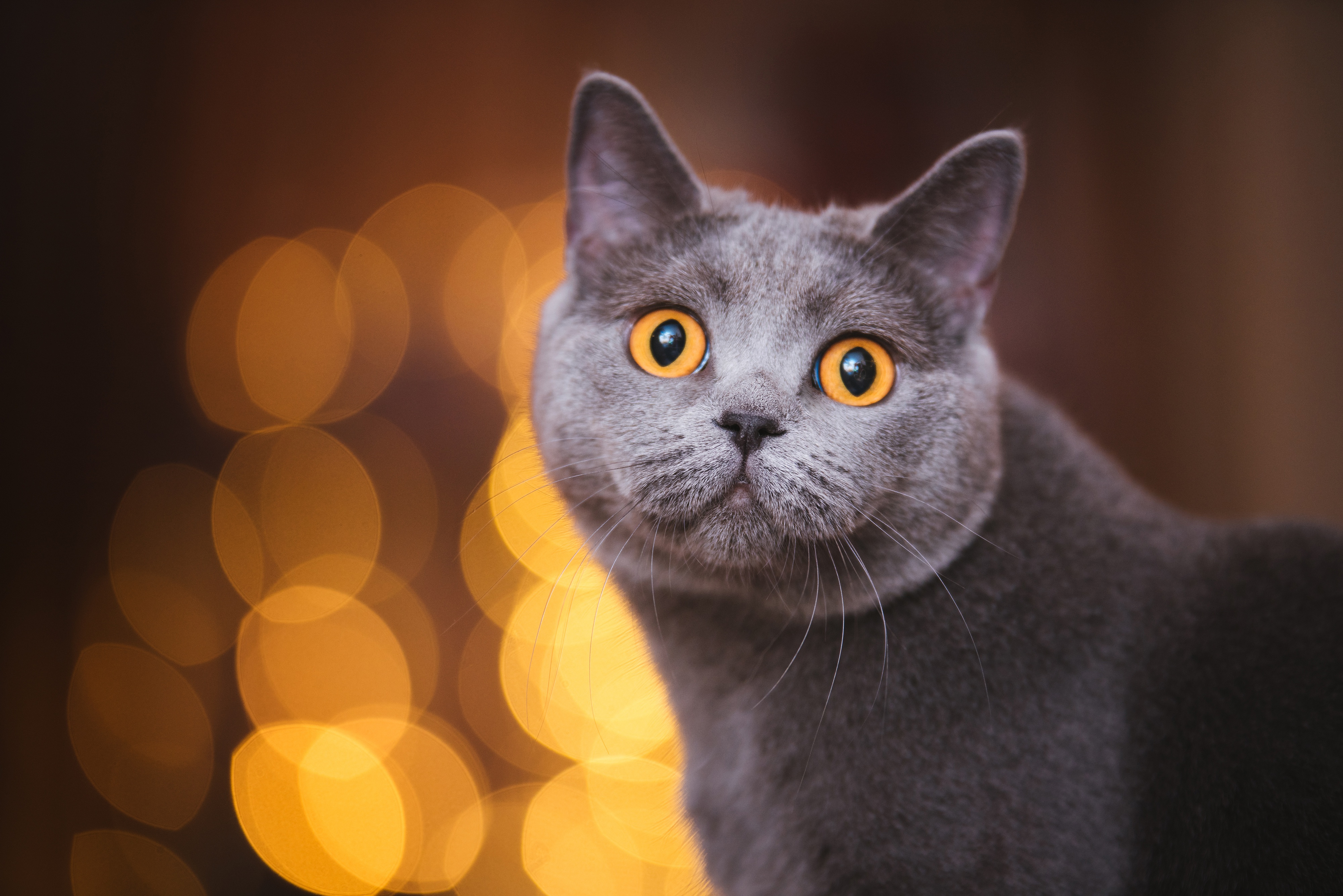 Laden Sie das Tiere, Katzen, Katze, Bokeh-Bild kostenlos auf Ihren PC-Desktop herunter