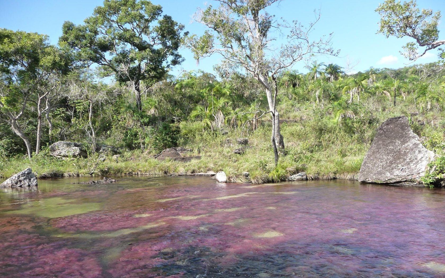 Download mobile wallpaper Earth, Caño Cristales for free.