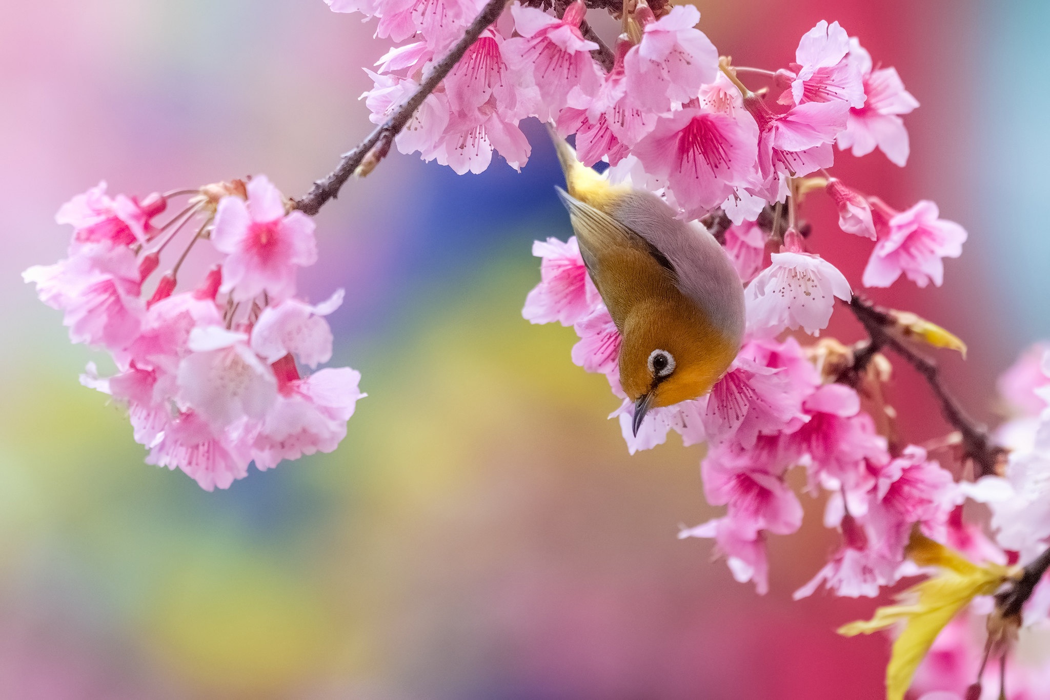 Download mobile wallpaper Birds, Animal, Blossom, Pink Flower, White Eye for free.
