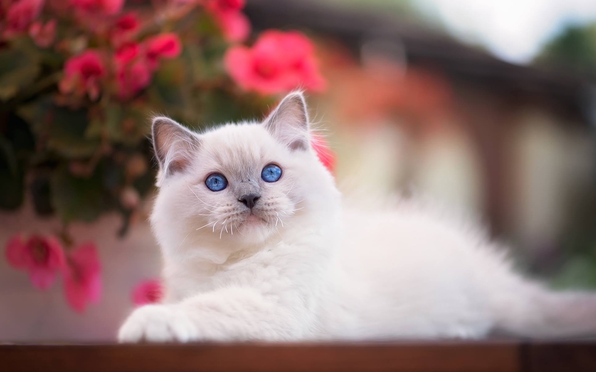 Download mobile wallpaper Cats, Cat, Blur, Animal, Blue Eyes for free.