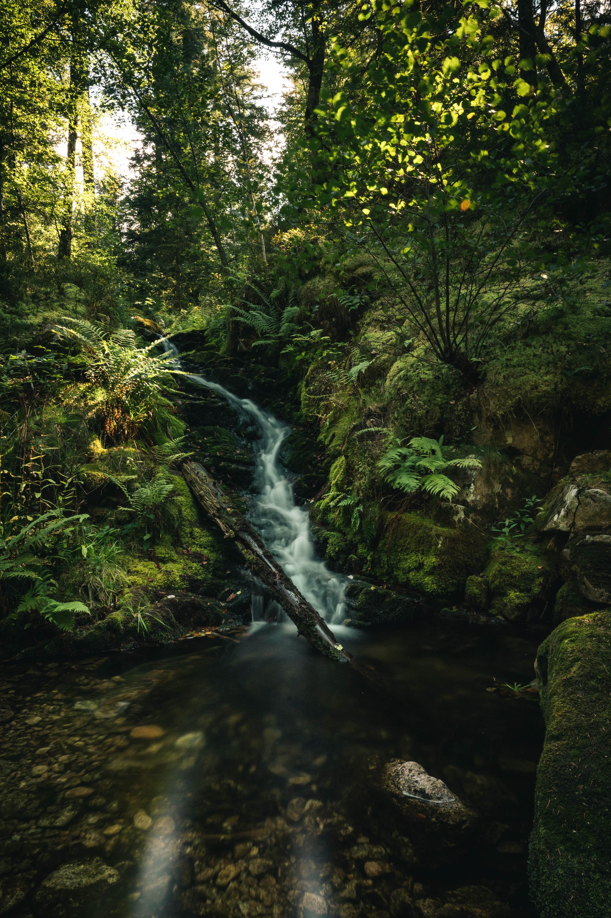 Free download wallpaper Nature, Water, Trees, Waterfall, Beams, Rays, Fern on your PC desktop