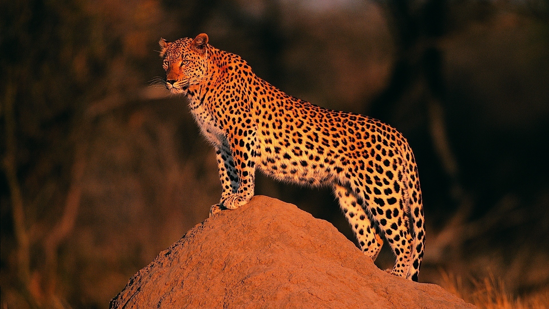 Download mobile wallpaper Cats, Leopard, Animal for free.