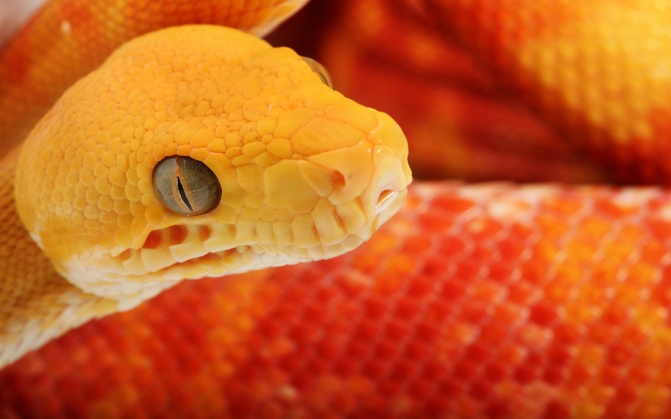 Download mobile wallpaper Snake, Reptiles, Animal for free.