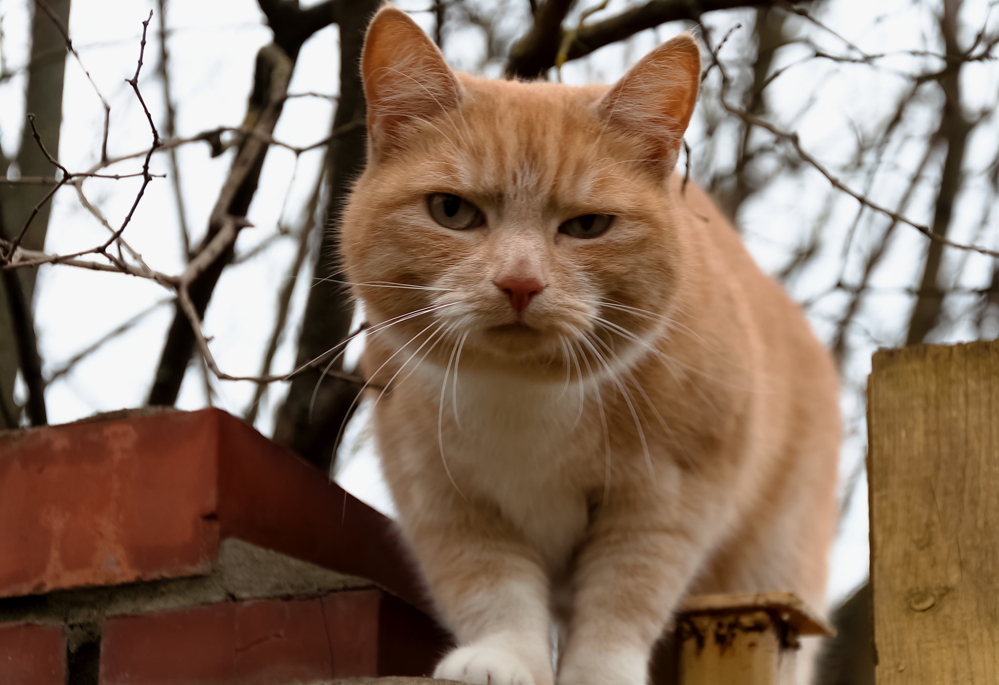 Baixe gratuitamente a imagem Gato, Gatos, Animais na área de trabalho do seu PC