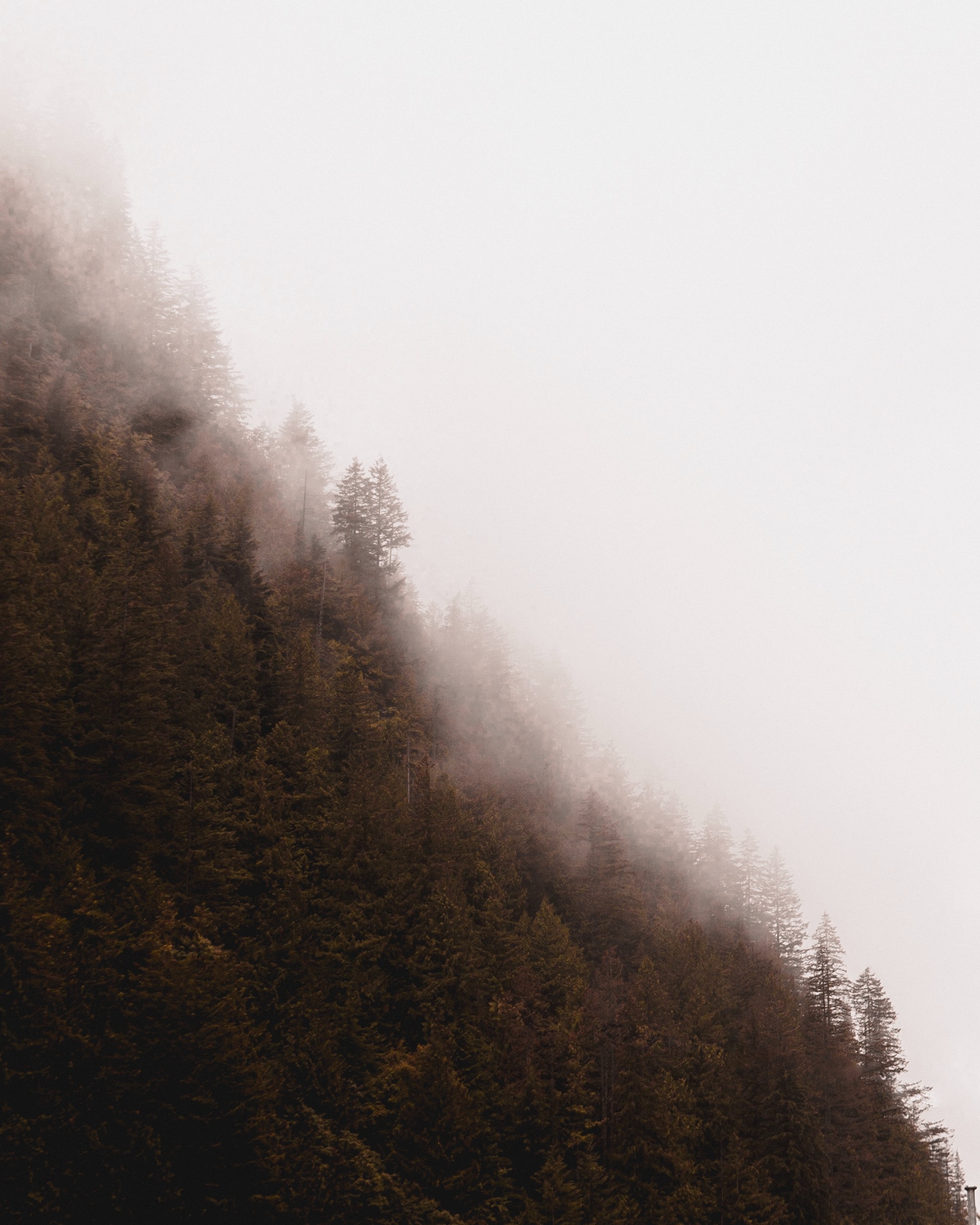 Free download wallpaper Trees, Coniferous, Forest, Fog, Nature, Pine on your PC desktop