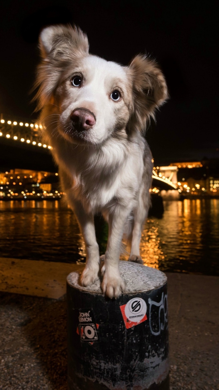 Download mobile wallpaper Dogs, Night, Dog, Muzzle, Animal, Stare for free.