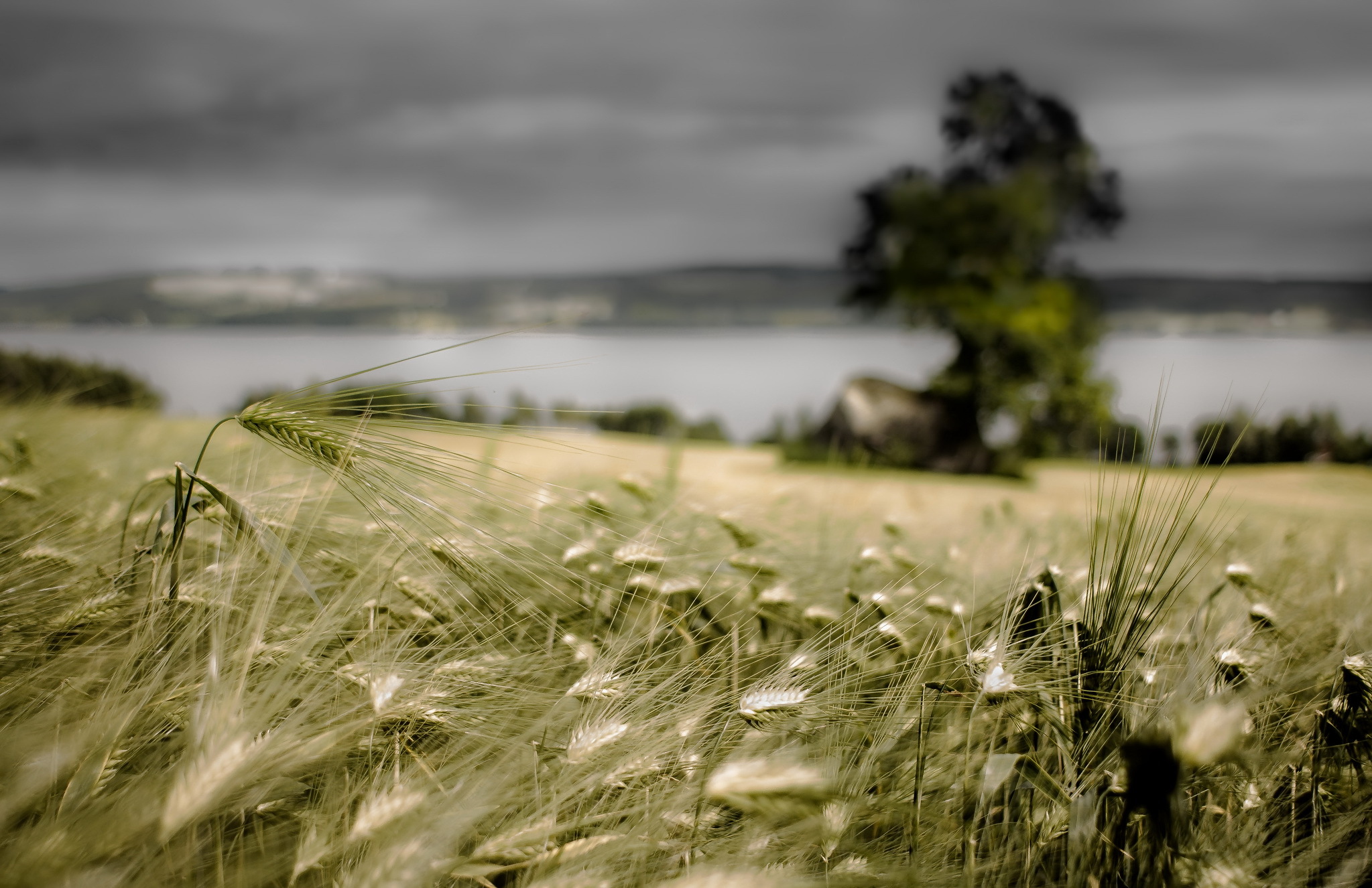 Download mobile wallpaper Nature, Summer, Wheat, Blur, Earth, Field for free.
