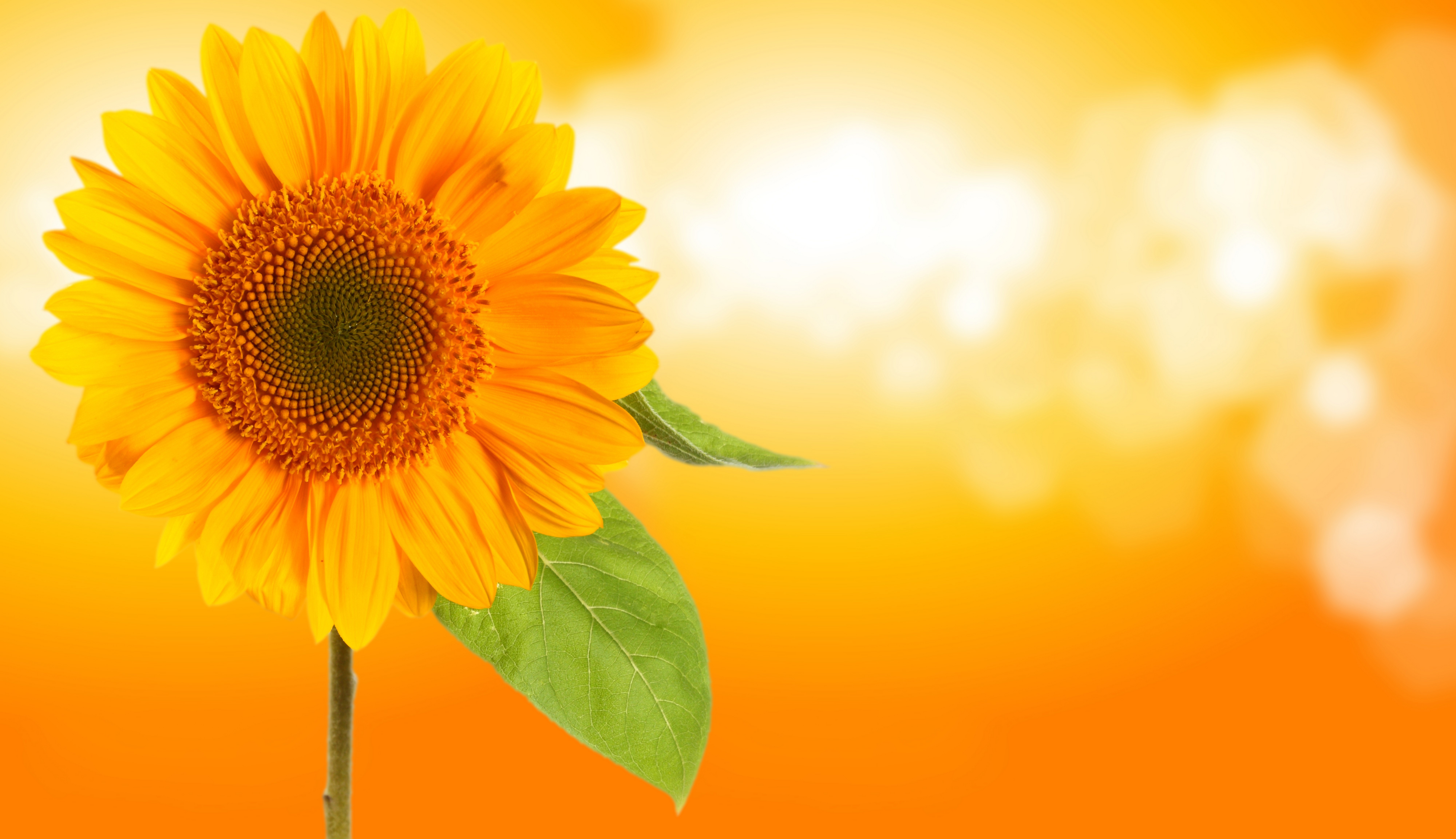 Download mobile wallpaper Flowers, Flower, Leaf, Earth, Sunflower, Yellow Flower for free.