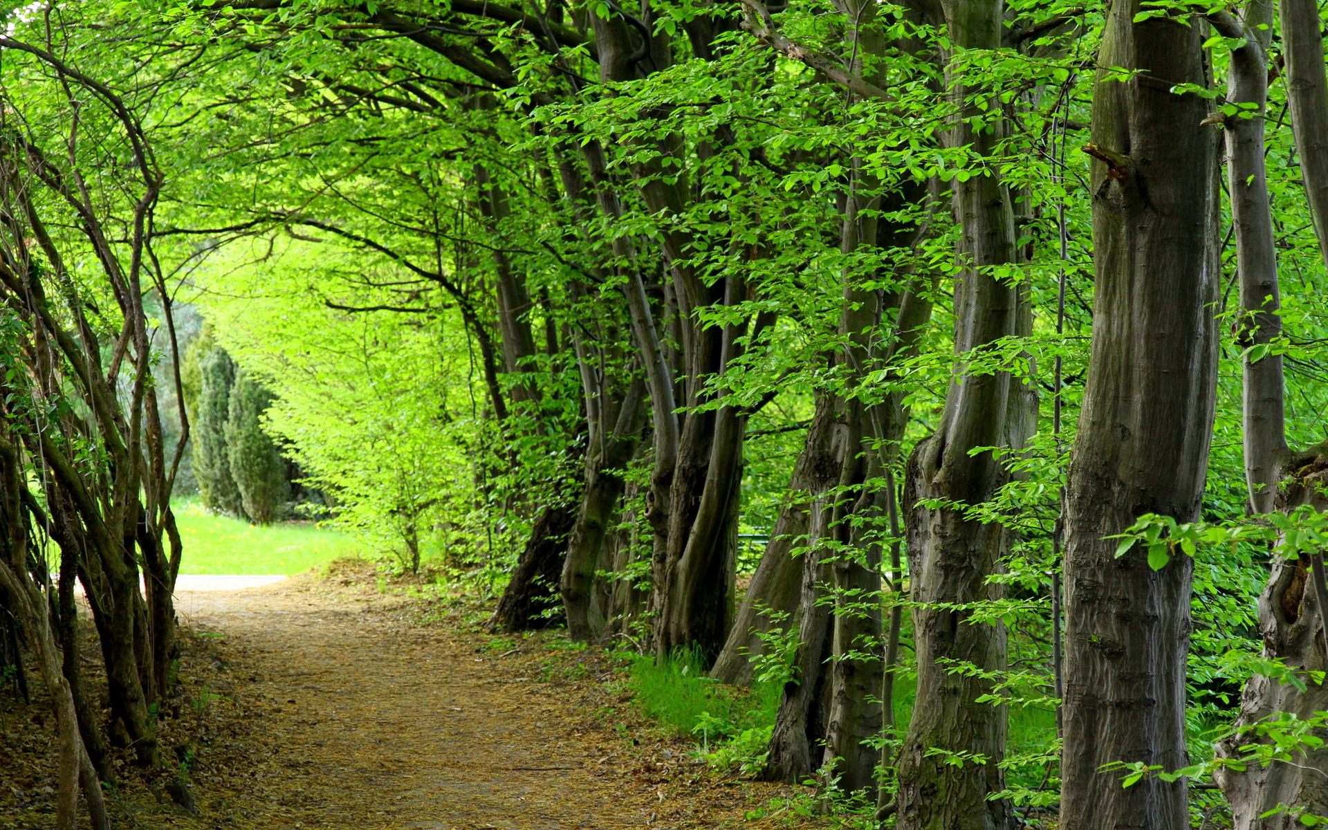 Téléchargez des papiers peints mobile Chemin, Terre/nature gratuitement.