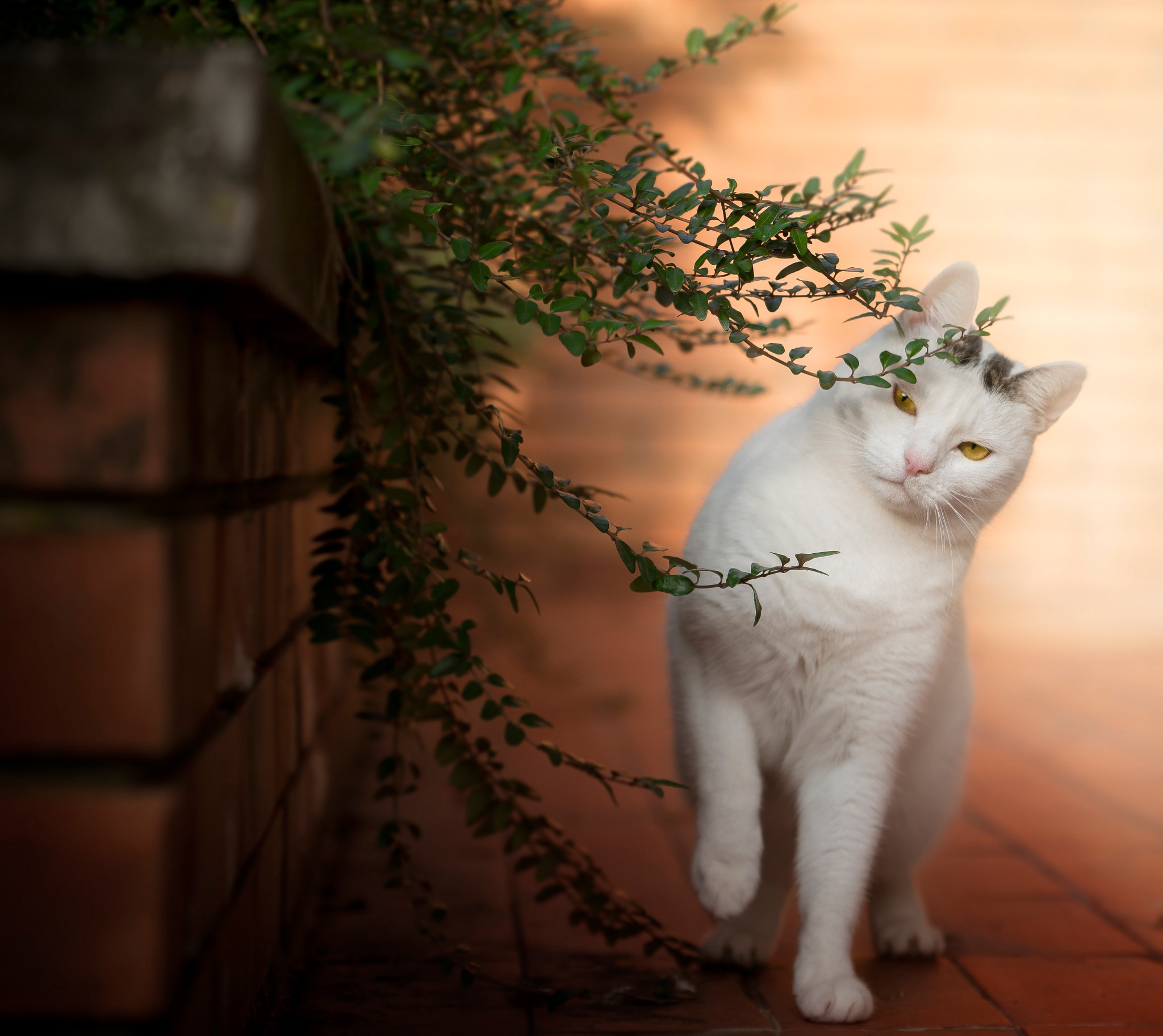 無料モバイル壁紙動物, ネコ, 猫, 被写界深度をダウンロードします。