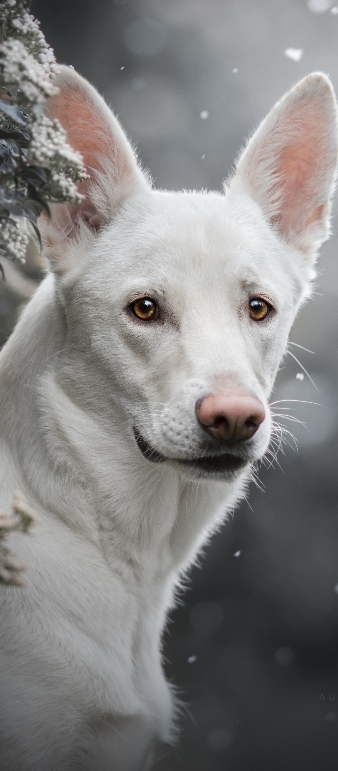 Download mobile wallpaper Dogs, Dog, Animal, White Shepherd for free.