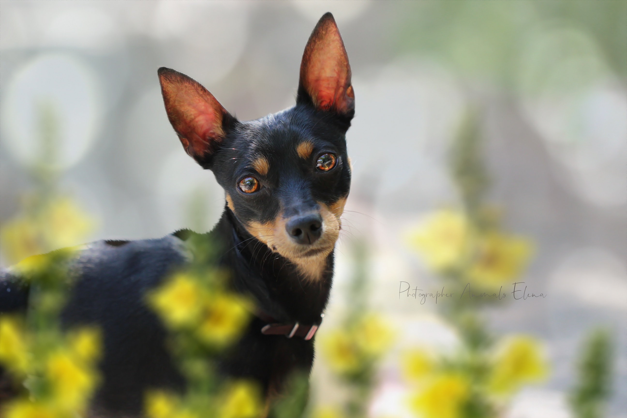 Free download wallpaper Dogs, Dog, Animal, Miniature Pinscher on your PC desktop