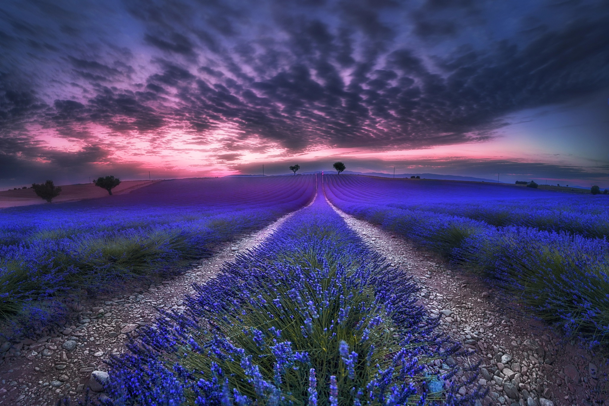 Download mobile wallpaper Nature, Flowers, Sunset, Earth, Field, Cloud, Lavender, Blue Flower for free.