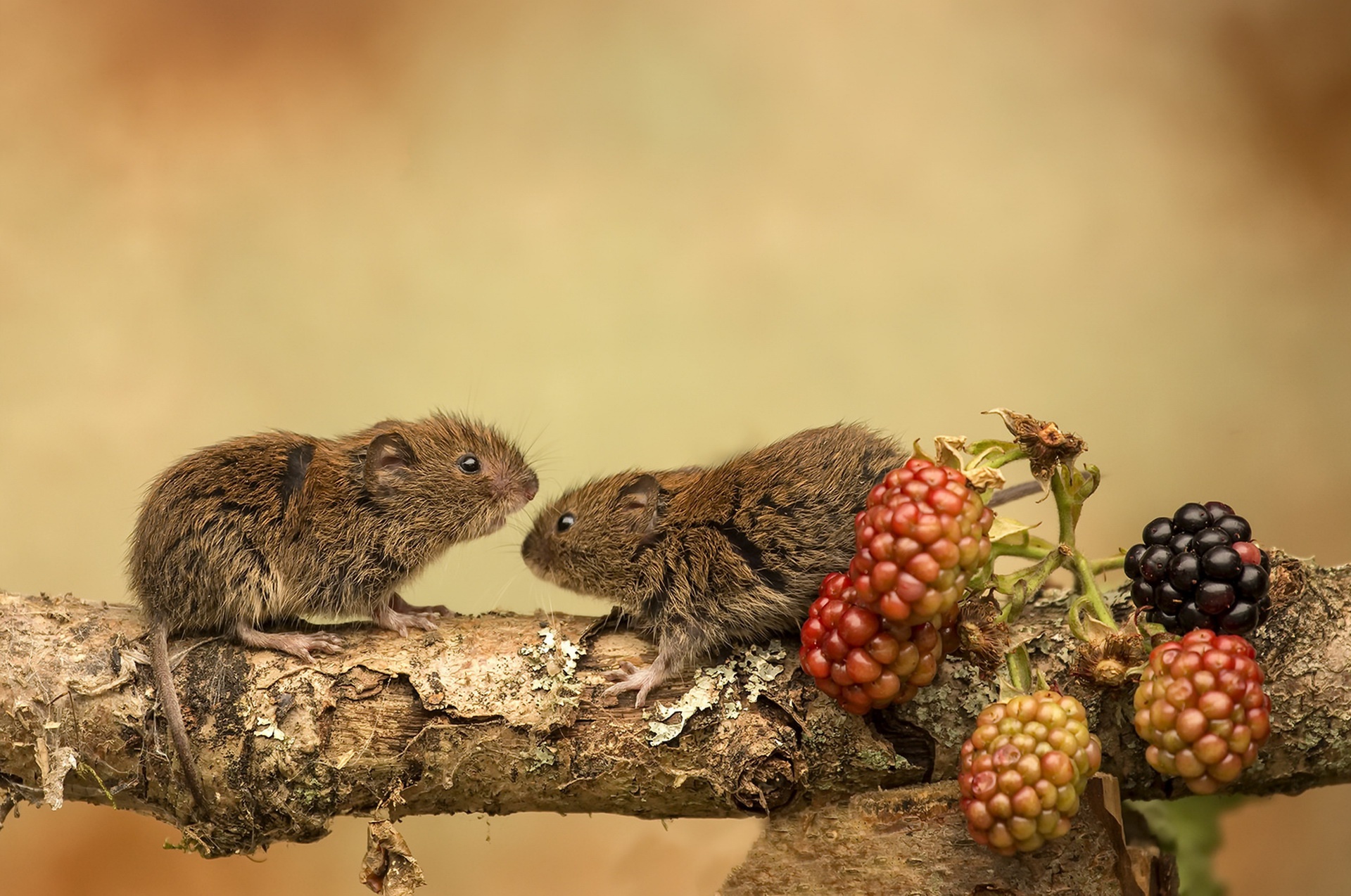 Download mobile wallpaper Blackberry, Close Up, Animal, Mouse, Rodent for free.