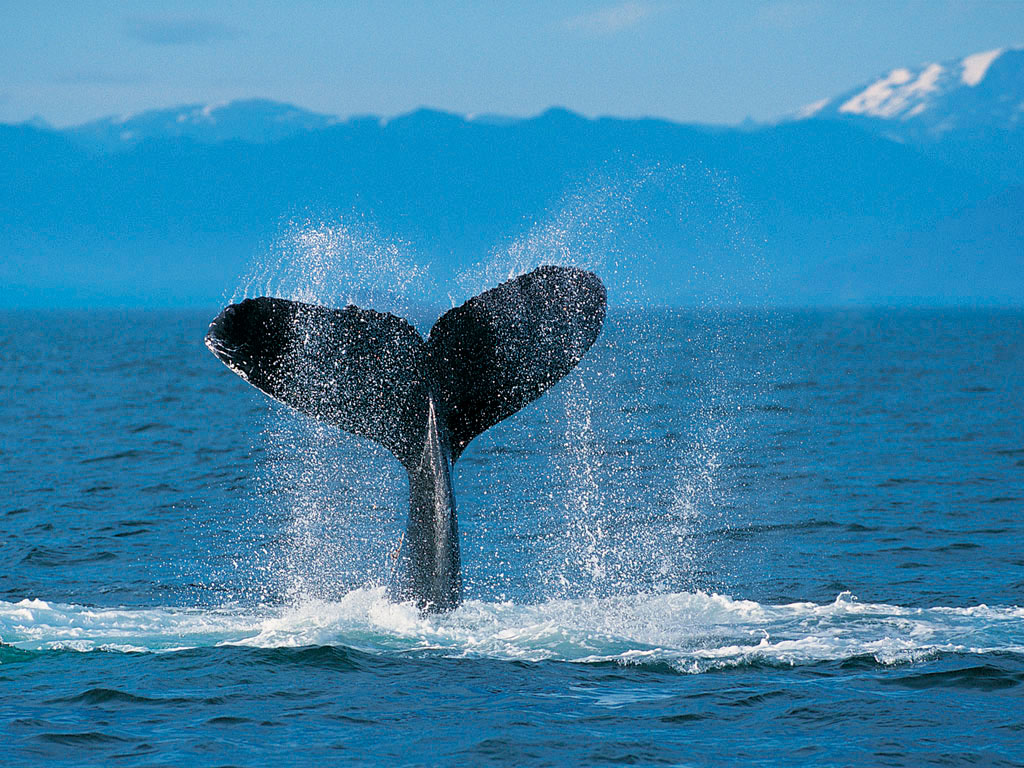 無料モバイル壁紙動物, 海洋, 鯨をダウンロードします。