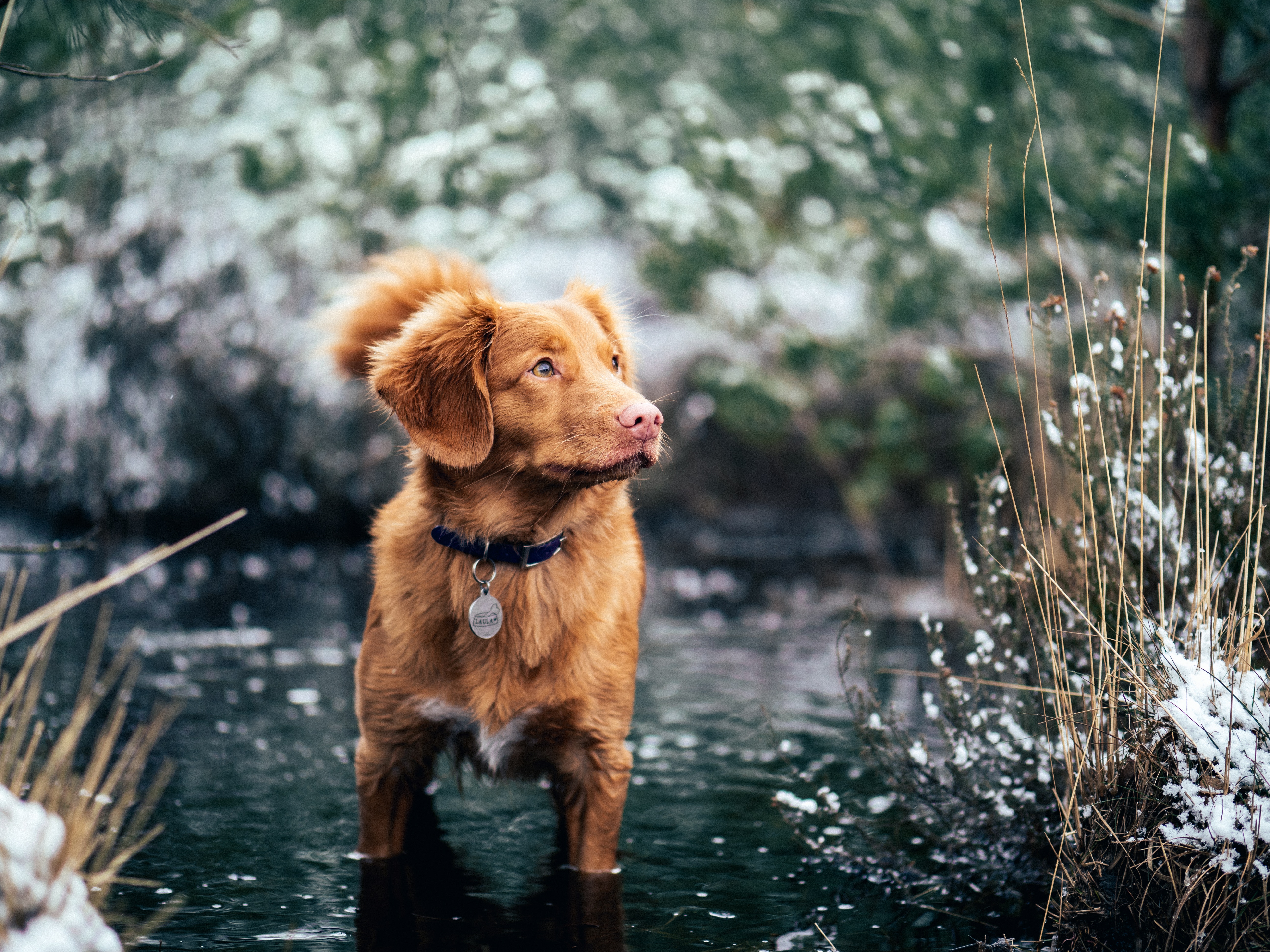 PCデスクトップに動物, 水, 散歩, 襟, 犬画像を無料でダウンロード