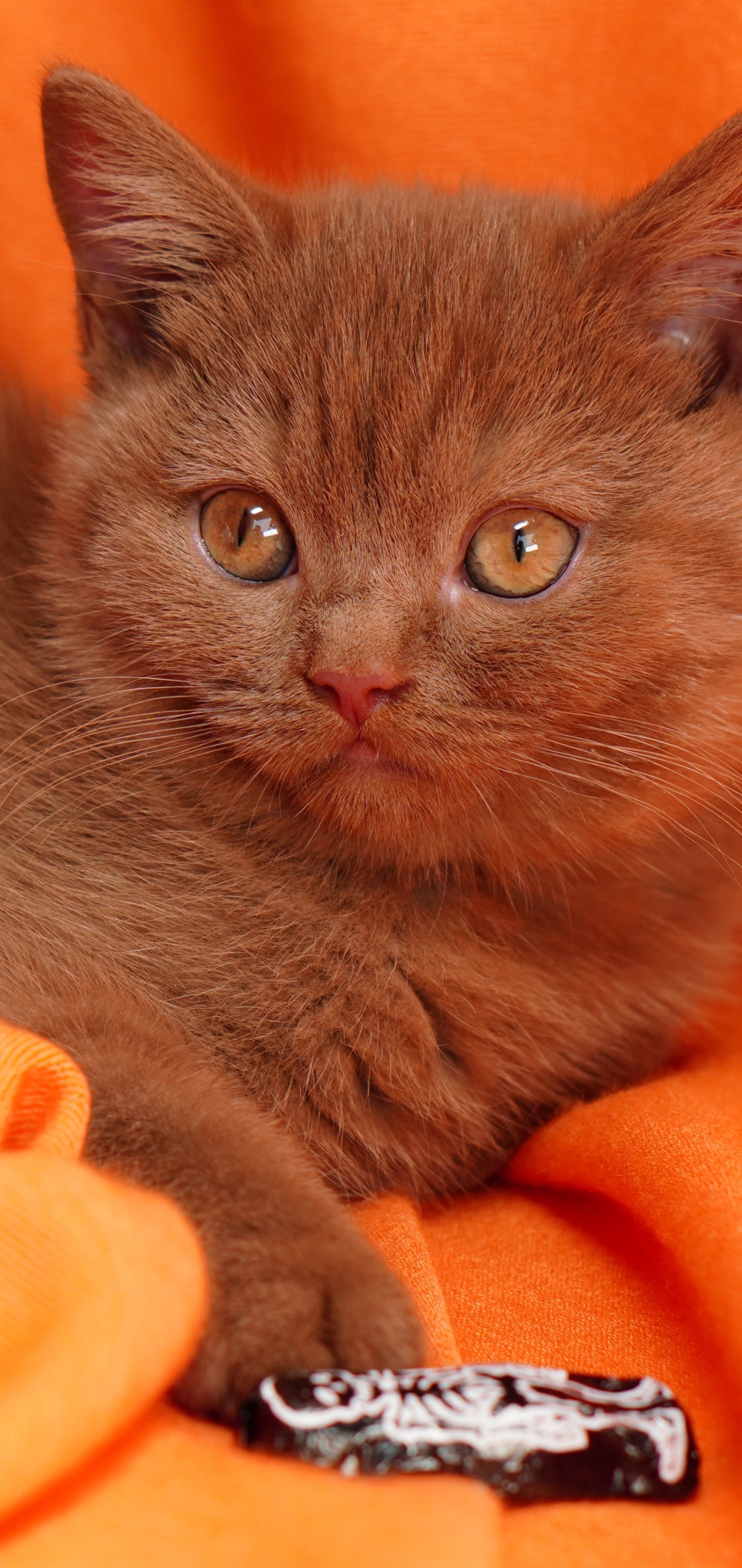 Laden Sie das Tiere, Katzen, Katze, Kätzchen, Britisch Kurzhaar, Tierbaby-Bild kostenlos auf Ihren PC-Desktop herunter