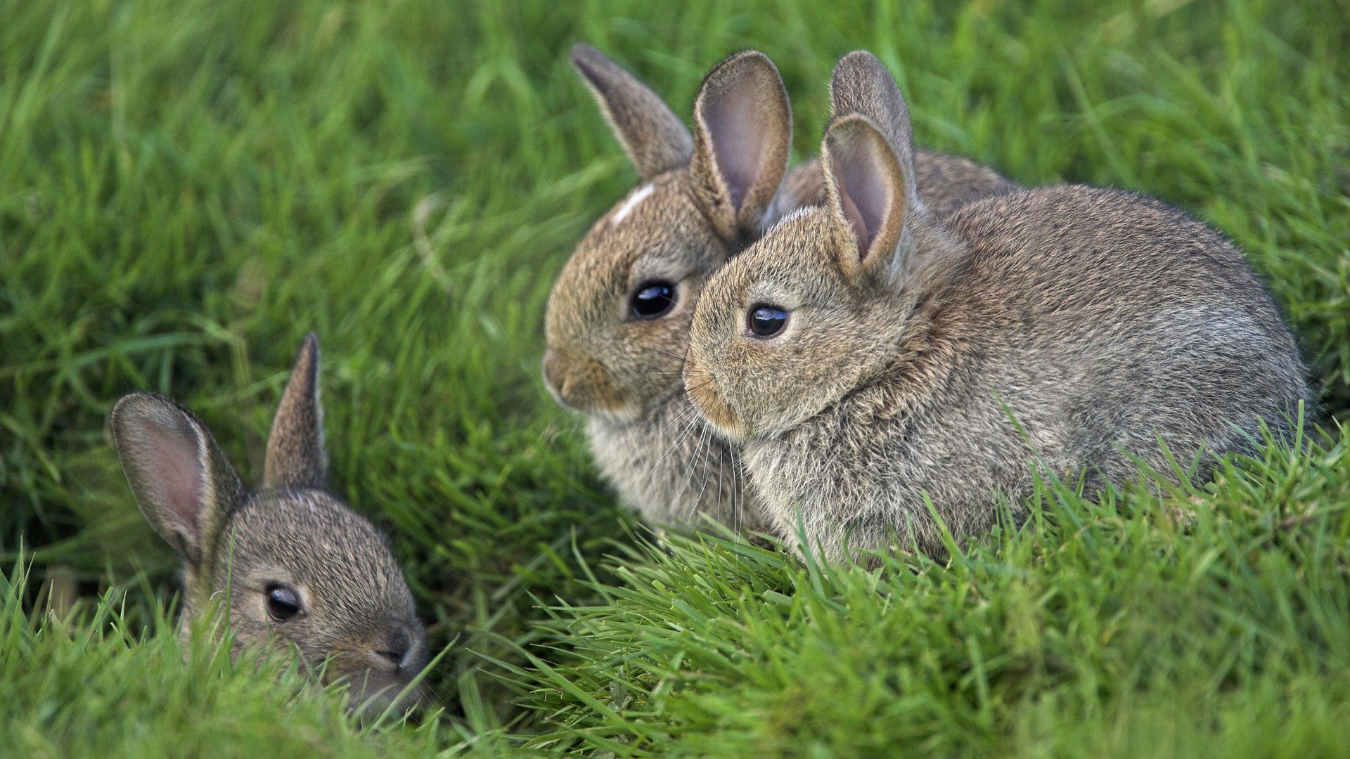 1920 x 1080 picture animals, grass, rabbits, eyes, ears, three