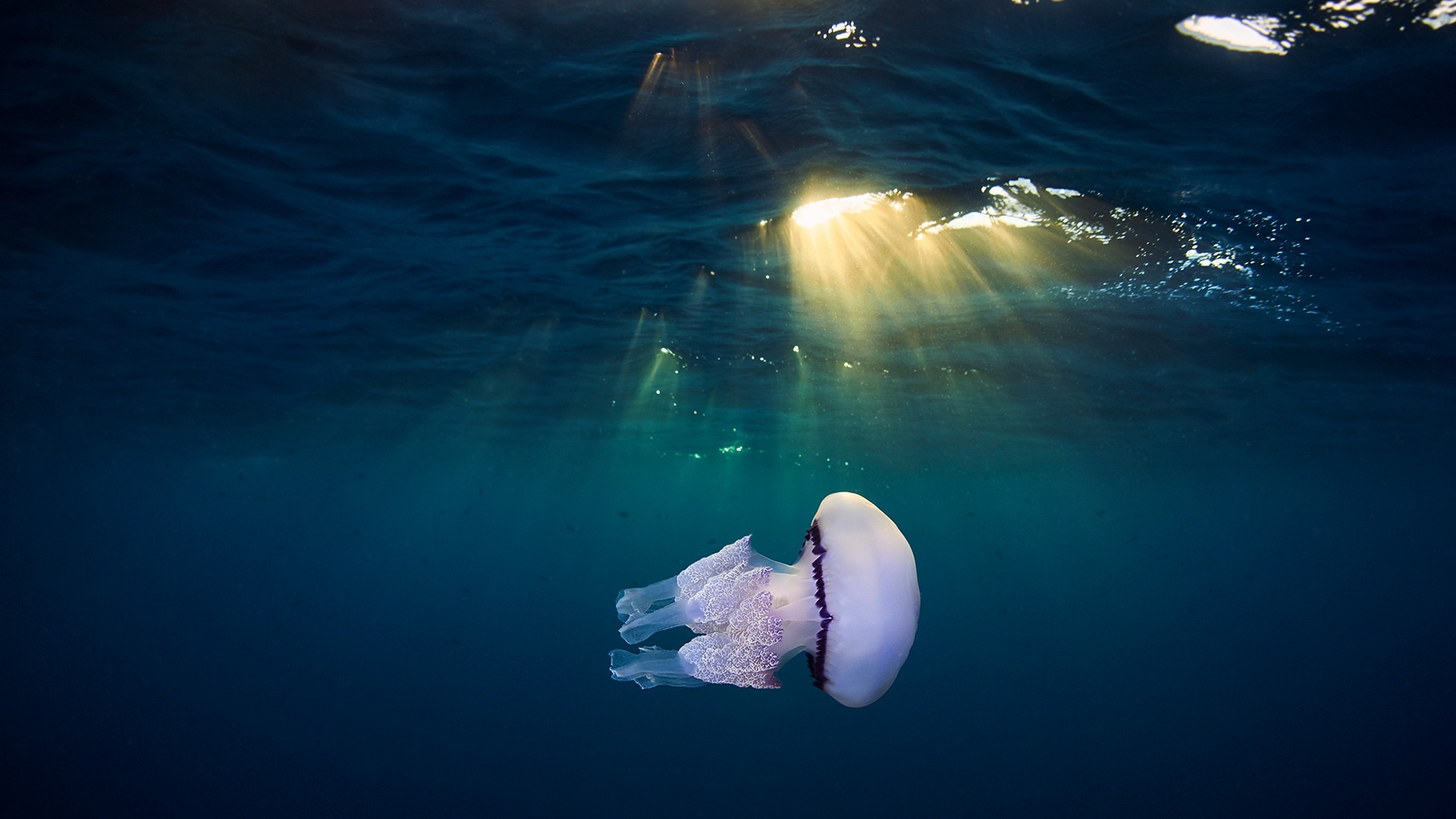 Download mobile wallpaper Jellyfish, Fishes, Animal, Underwater, Sunbeam, Sea Life for free.