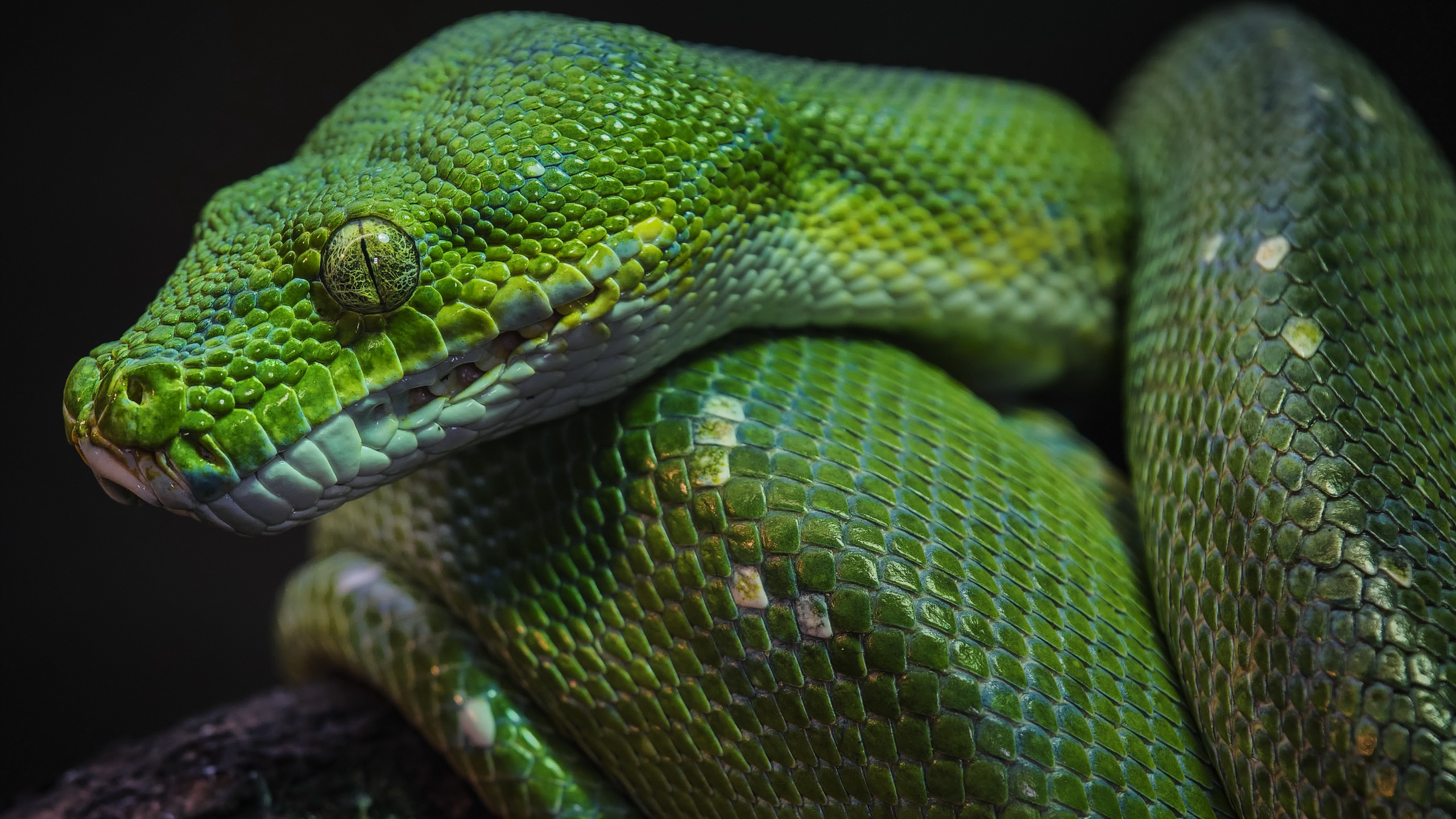 Скачати мобільні шпалери Тварина, Змія, Рептилії, Python, Дерево Python безкоштовно.