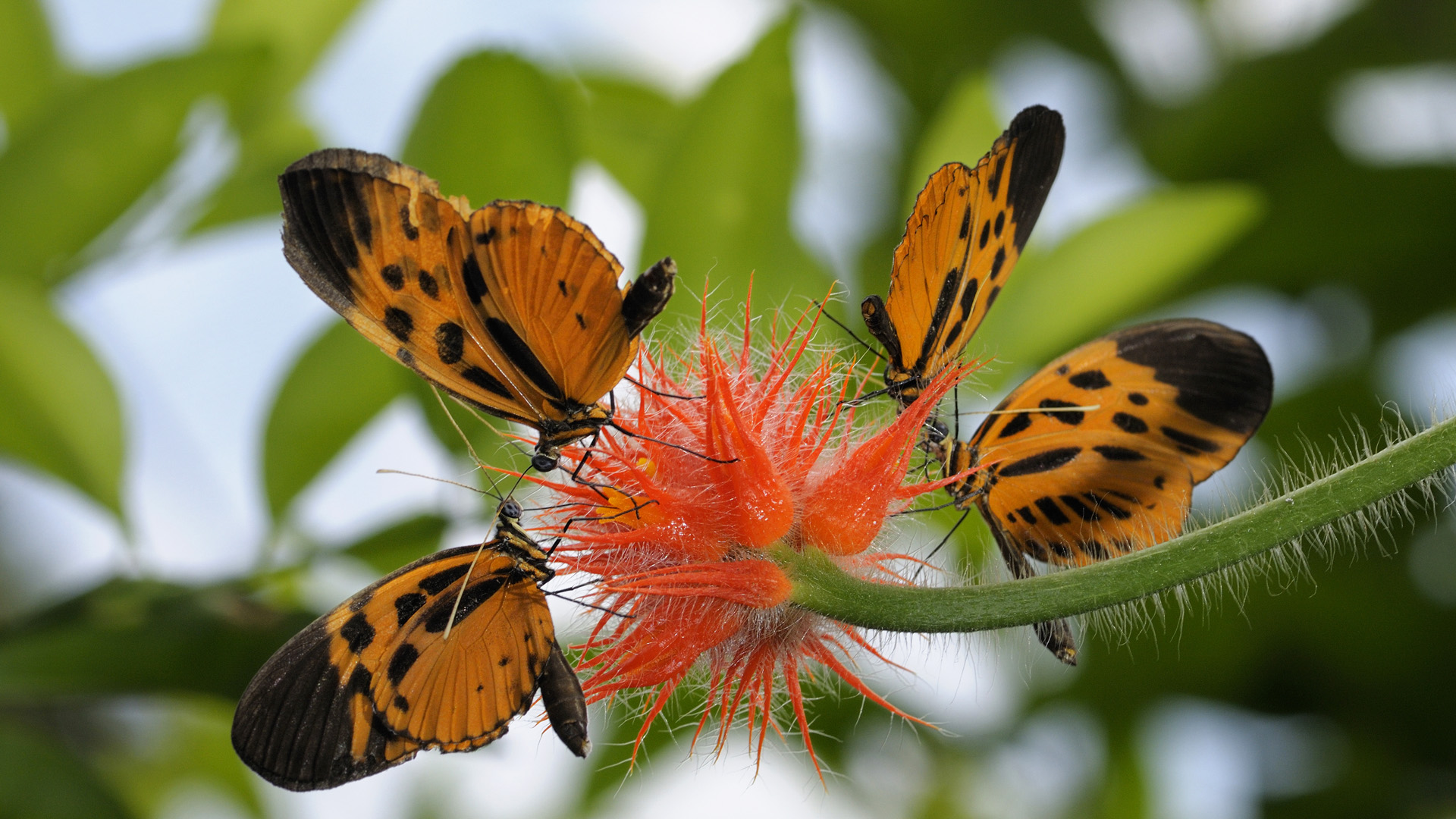 Laden Sie das Schmetterlinge, Tiere-Bild kostenlos auf Ihren PC-Desktop herunter