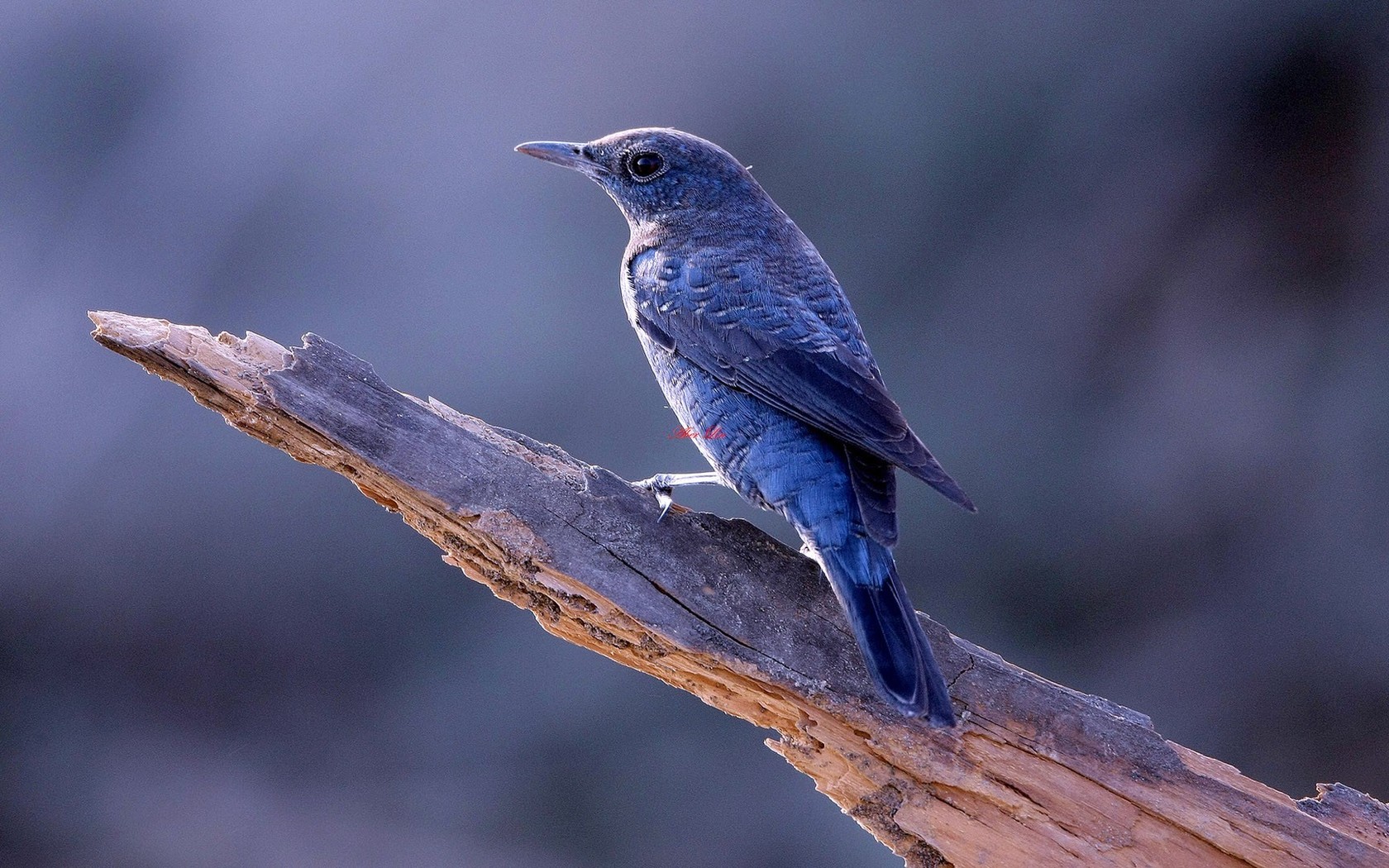 Baixe gratuitamente a imagem Animais, Aves, Pássaro na área de trabalho do seu PC