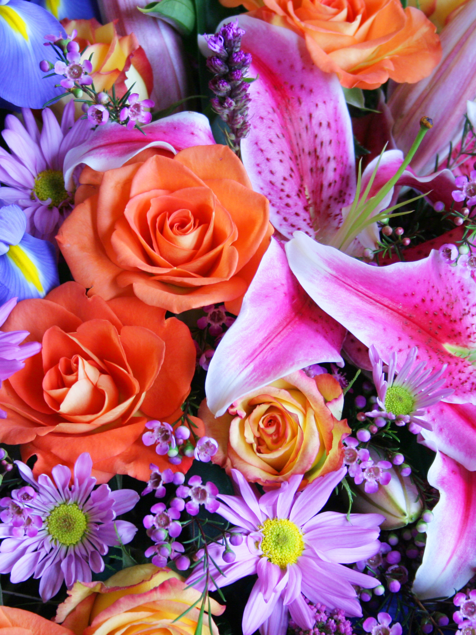 Laden Sie das Blumen, Iris, Blume, Rose, Bunt, Lilie, Frühling, Schwertlilien, Gänseblümchen, Erde/natur-Bild kostenlos auf Ihren PC-Desktop herunter
