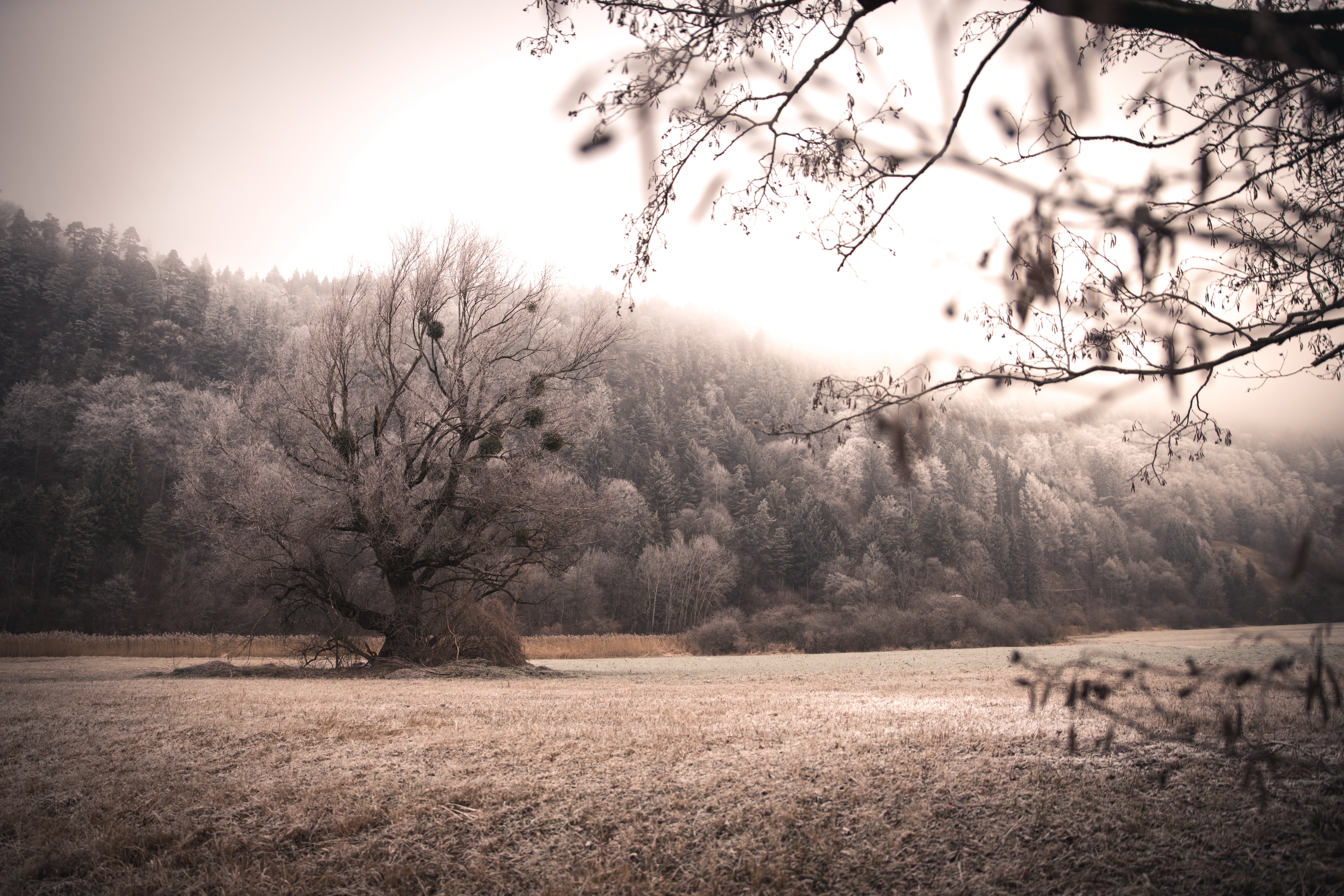 Download mobile wallpaper Landscape, Nature, Tree, Earth, Field, Frost for free.