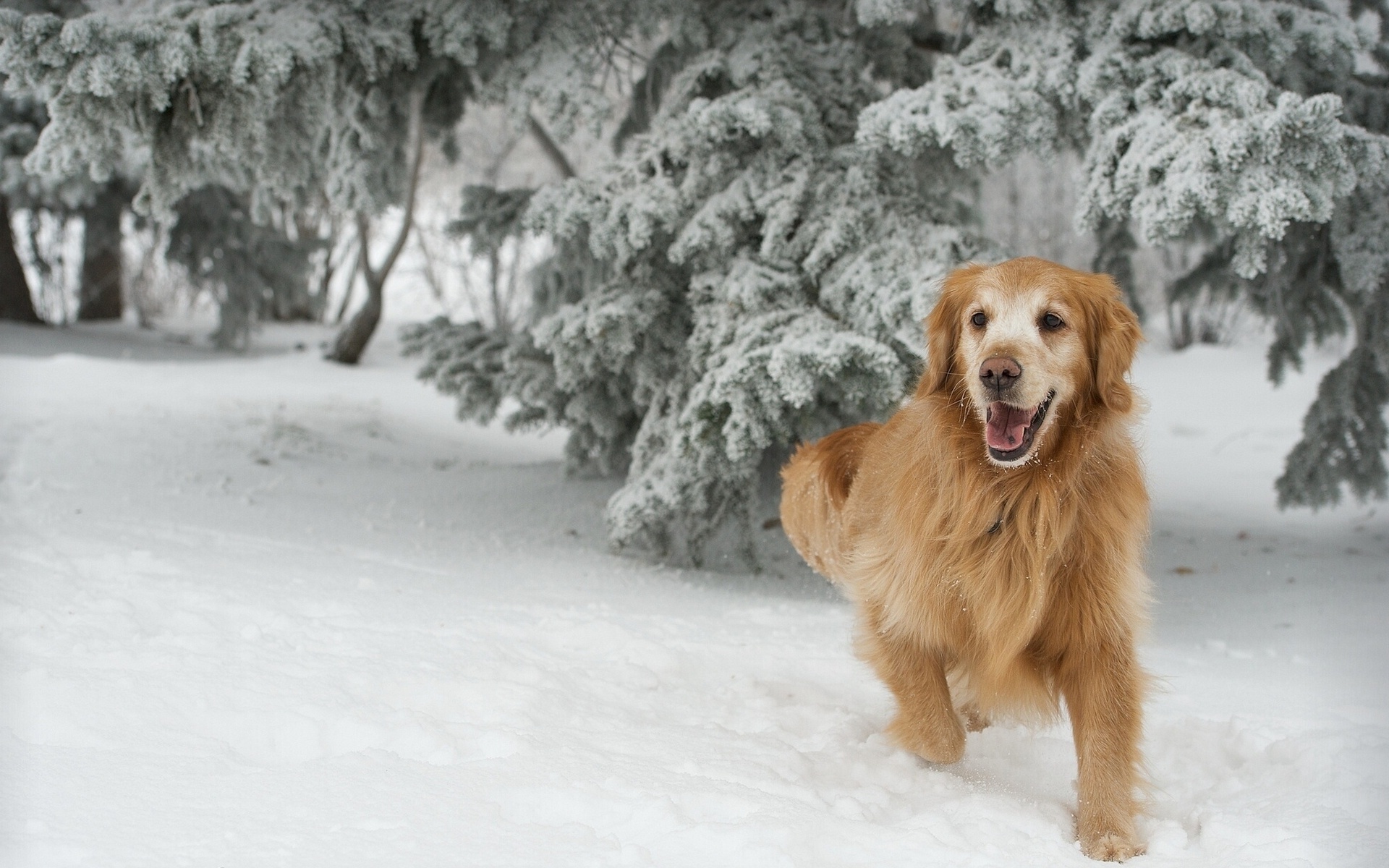 Descarga gratuita de fondo de pantalla para móvil de Animales, Perros, Perro.