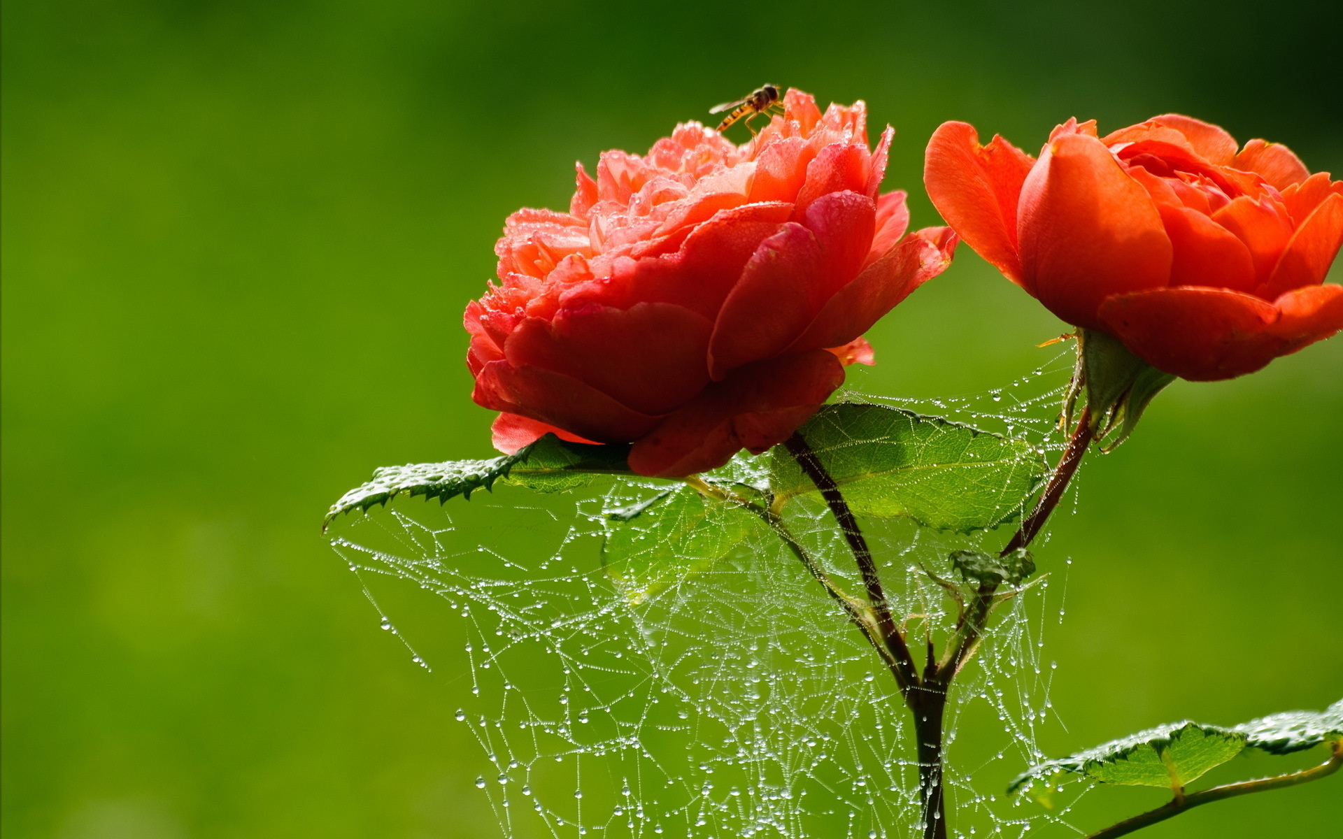 Download mobile wallpaper Spider Web, Flowers, Flower, Rose, Earth for free.