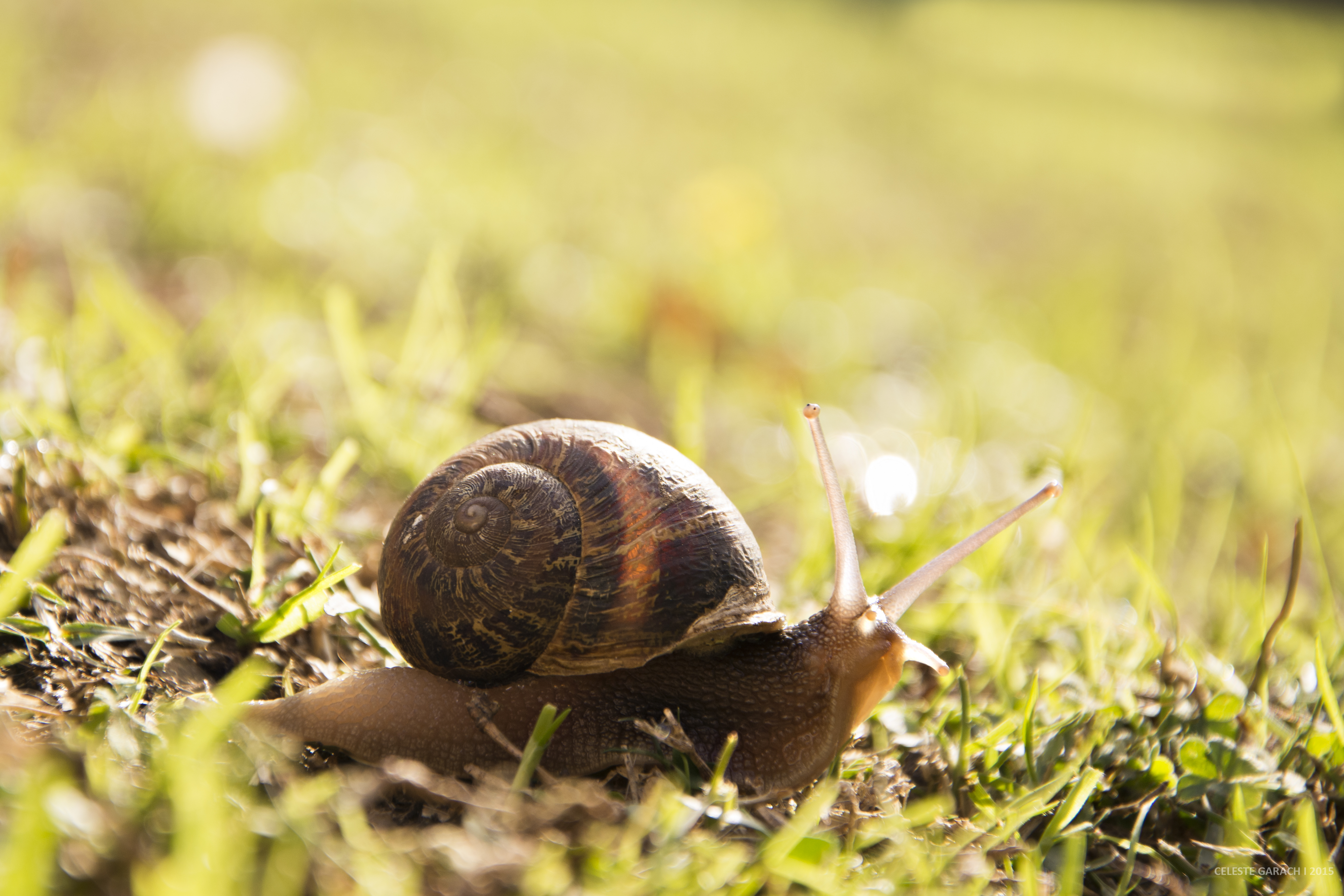 Download mobile wallpaper Blur, Close Up, Animal, Snail for free.