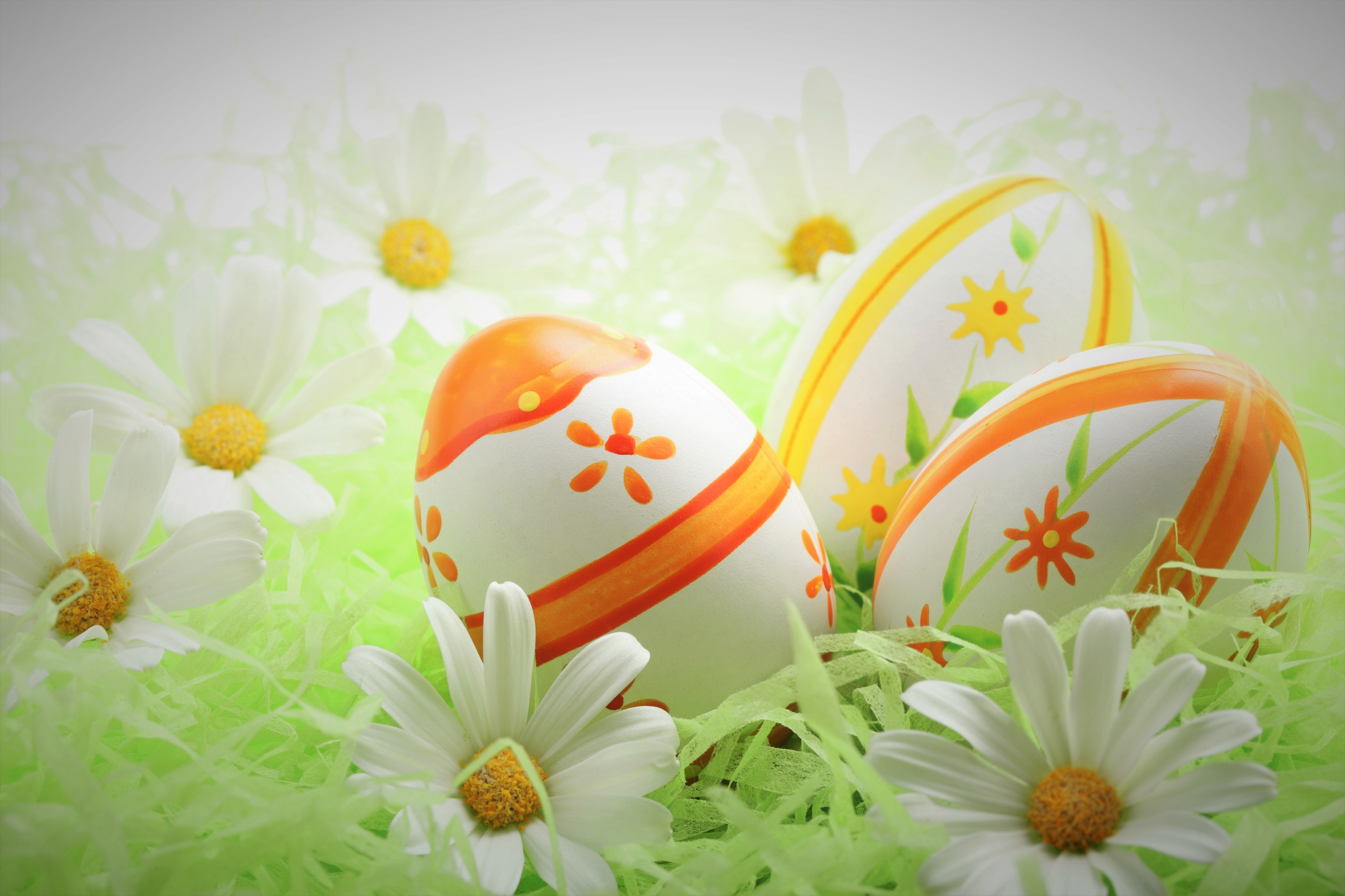 Descarga gratuita de fondo de pantalla para móvil de Pascua, Día Festivo, Margarita, Flor Blanca, Huevo De Pascua.