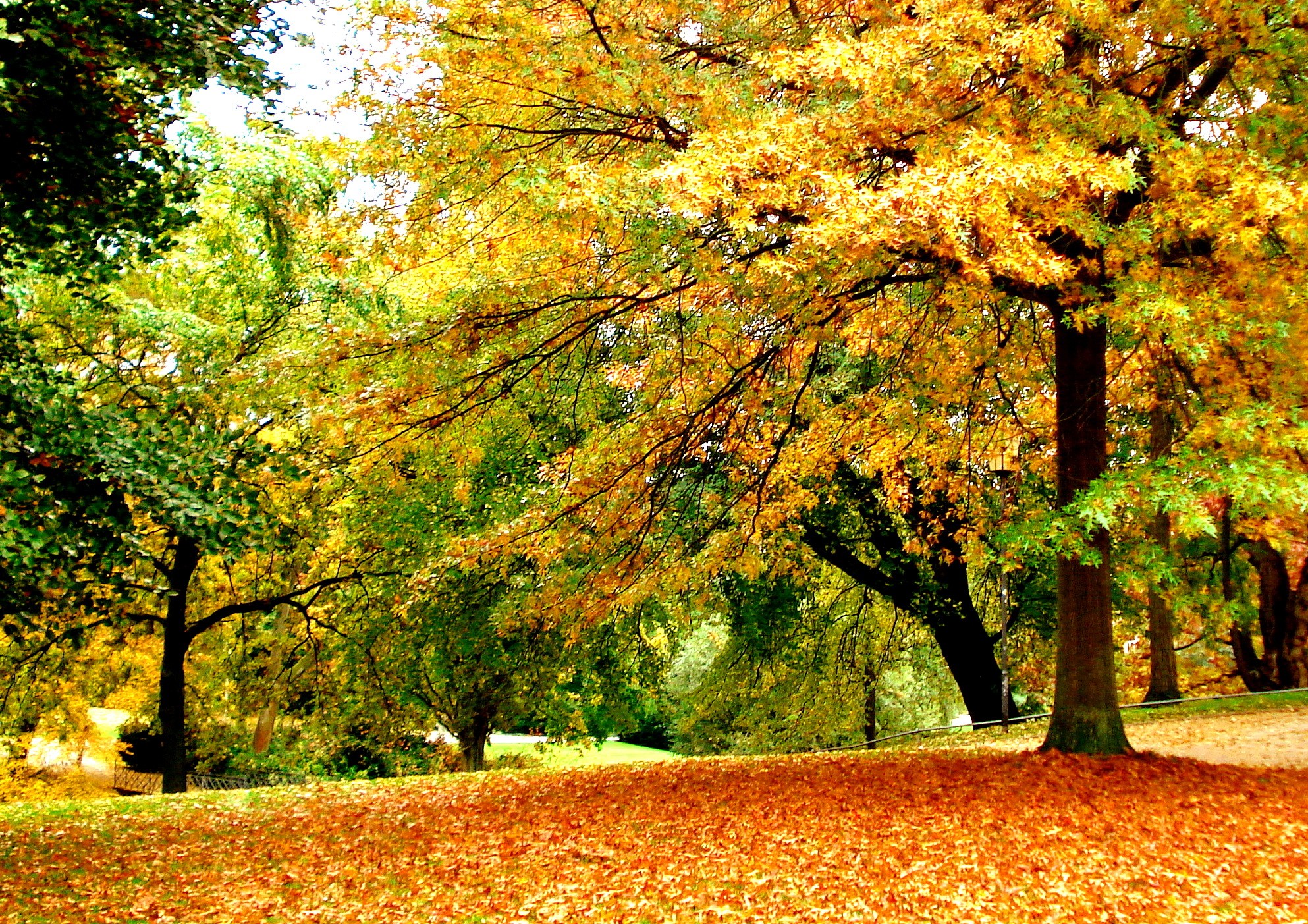 Descarga gratuita de fondo de pantalla para móvil de Otoño, Parque, Árbol, Fotografía.