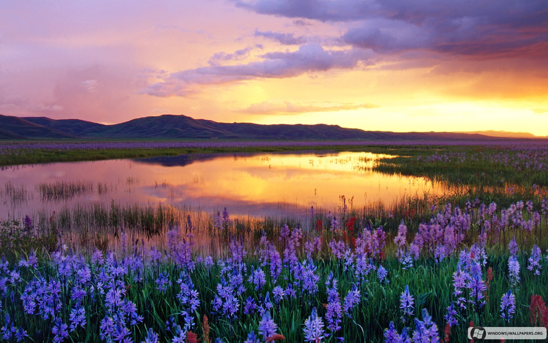 Download mobile wallpaper Sunset, Landscape, Flowers for free.