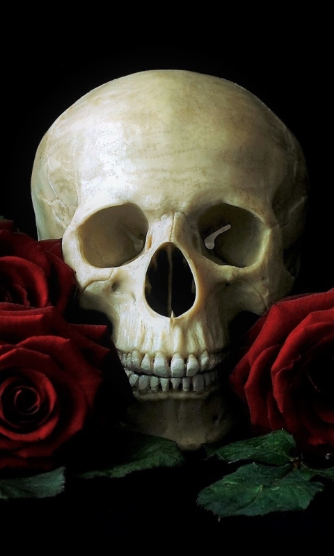 無料モバイル壁紙静物, 暗い, 薔薇, 頭蓋骨, 赤いバラをダウンロードします。
