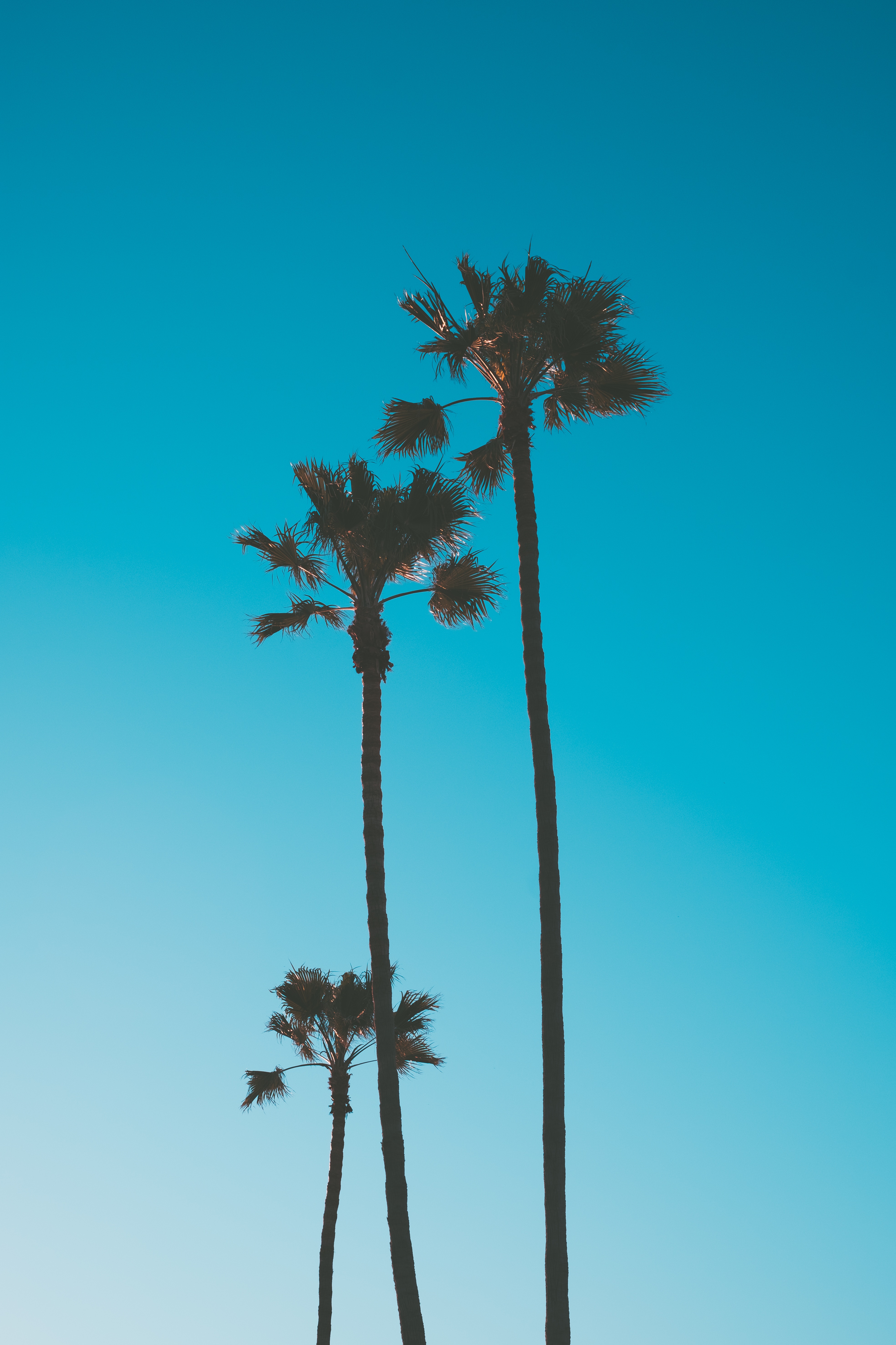 Download mobile wallpaper Trees, Sky, Nature, Palms, Tropics for free.