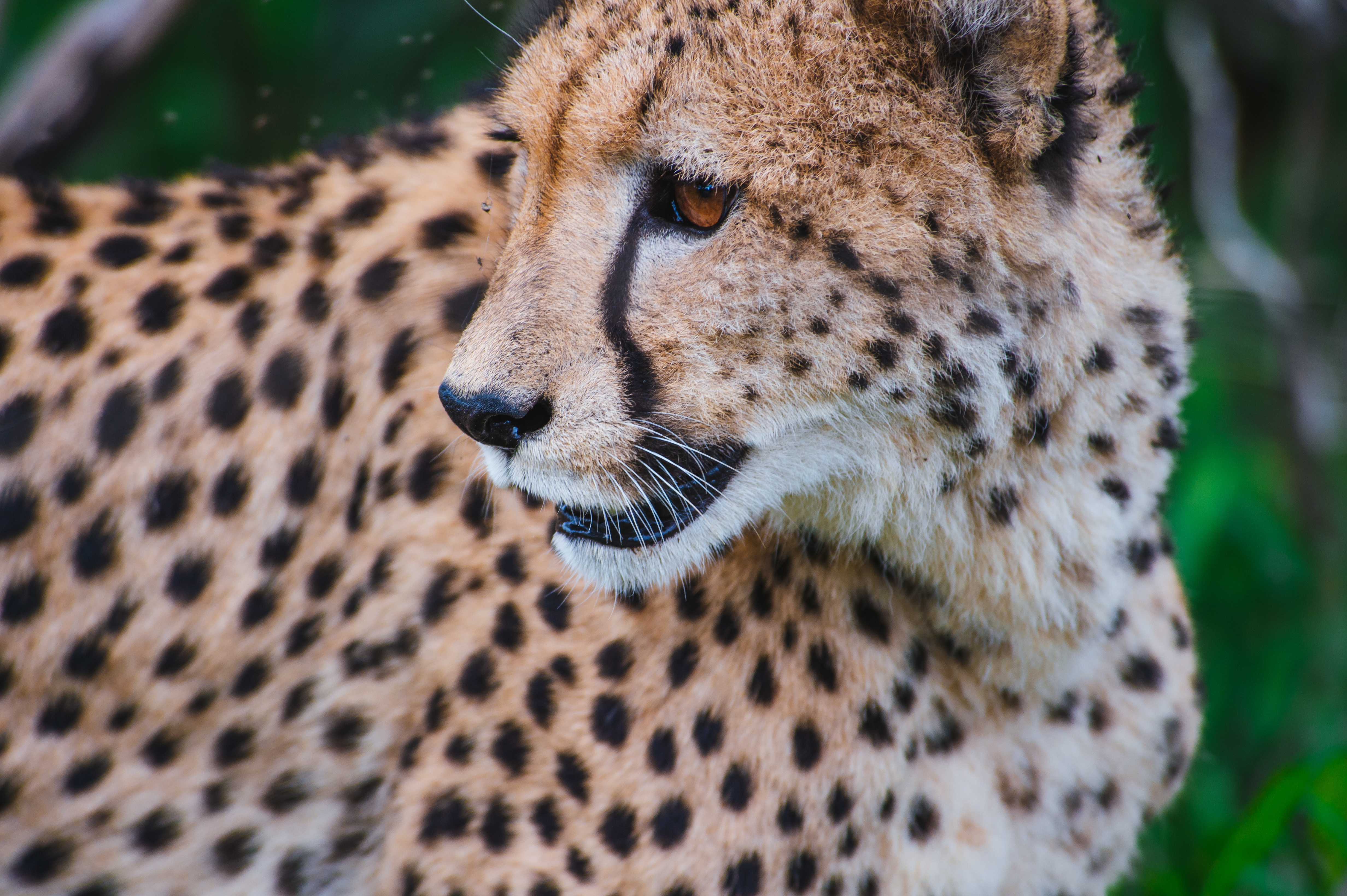 Download mobile wallpaper Opinion, Muzzle, Sight, Animals, Predator, Big Cat, Leopard for free.