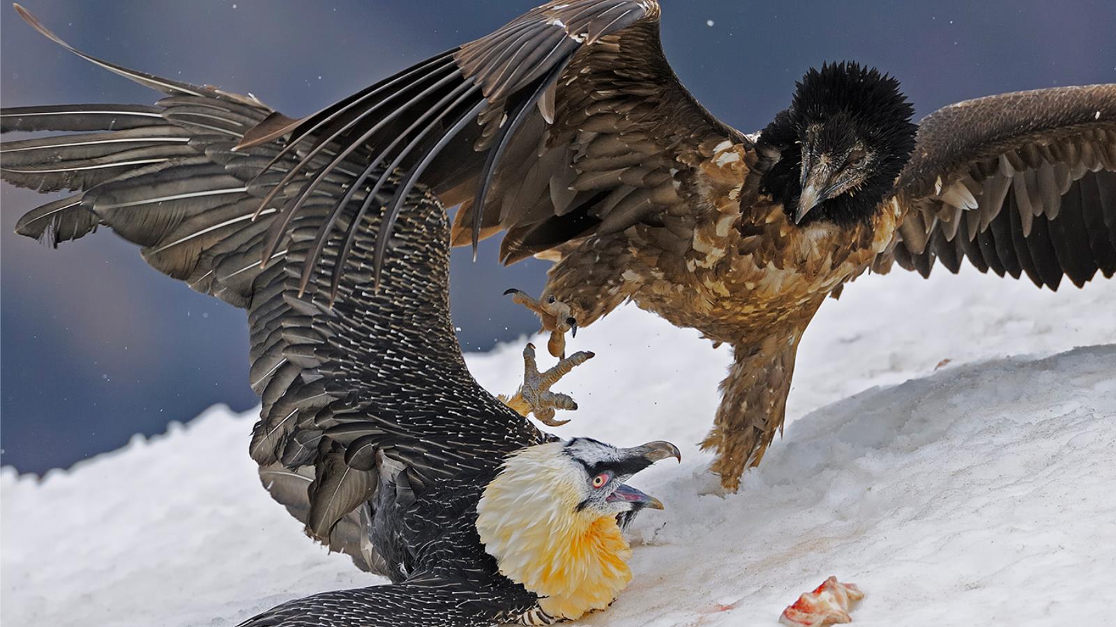 Download mobile wallpaper Vulture, Birds, Animal for free.