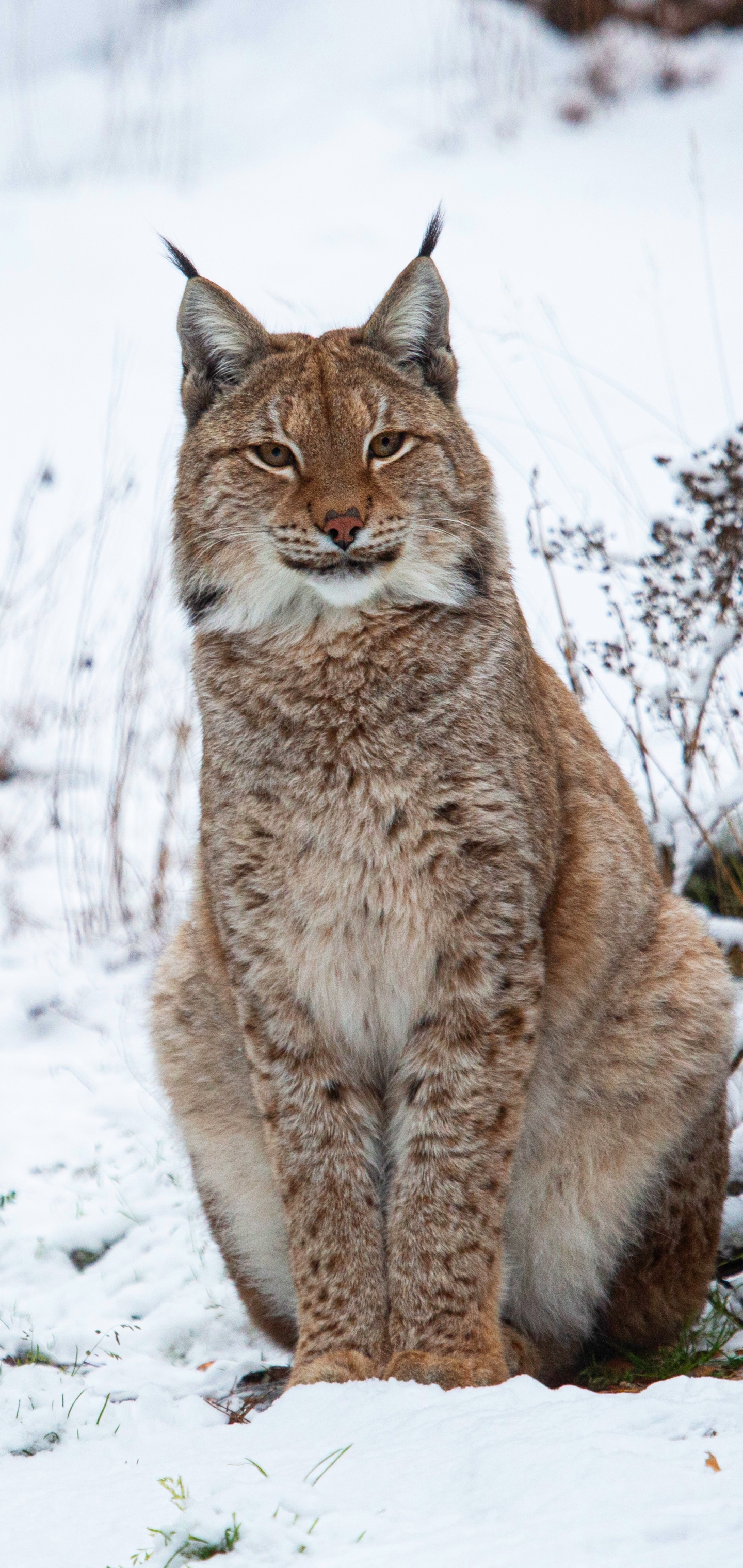 Download mobile wallpaper Winter, Cats, Snow, Animal, Lynx for free.