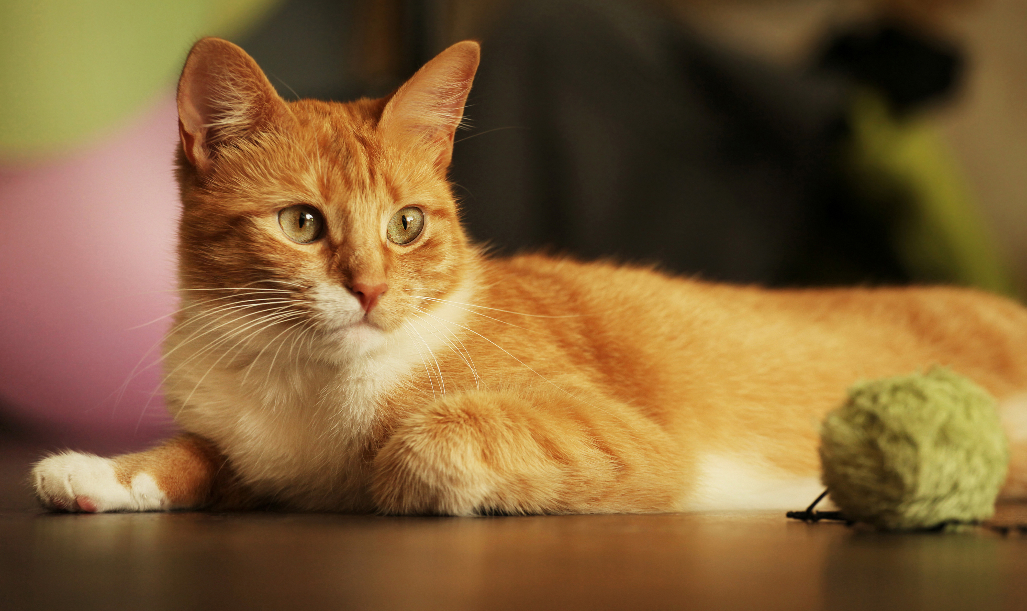 Baixe gratuitamente a imagem Gato, Gatos, Animais na área de trabalho do seu PC