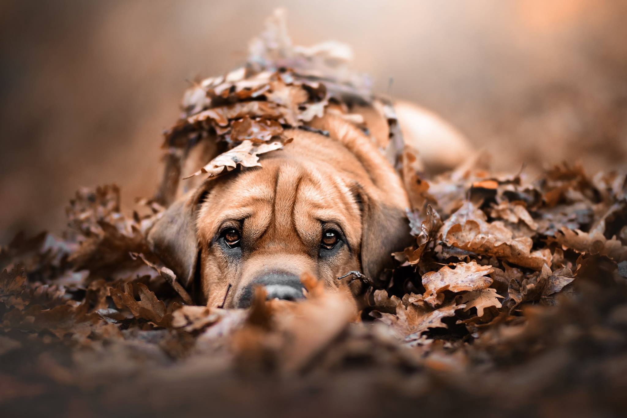 Download mobile wallpaper Dogs, Dog, Leaf, Fall, Animal, Stare for free.