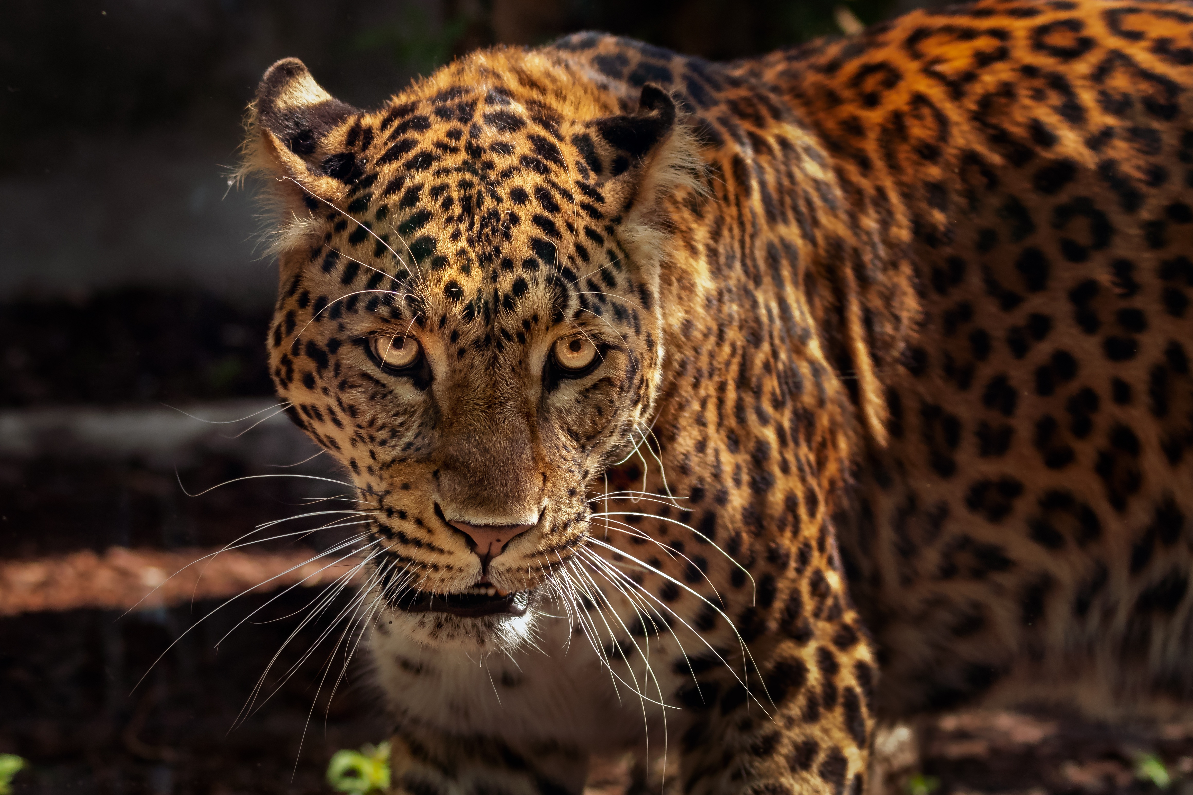 wildlife, jaguar, big cat, animals, muzzle, predator for android