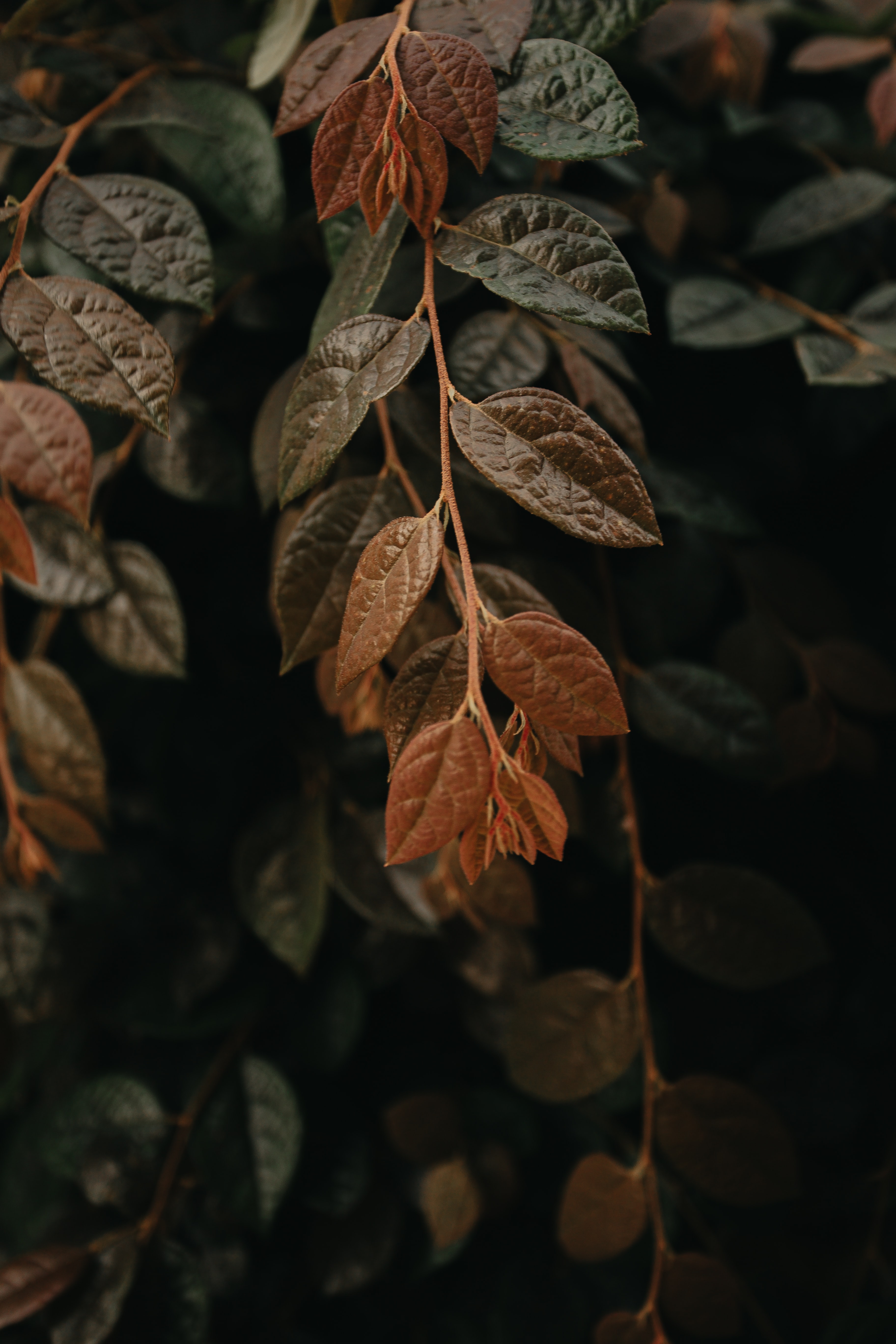 Download mobile wallpaper Macro, Branch, Leaves, Veins, Dark for free.