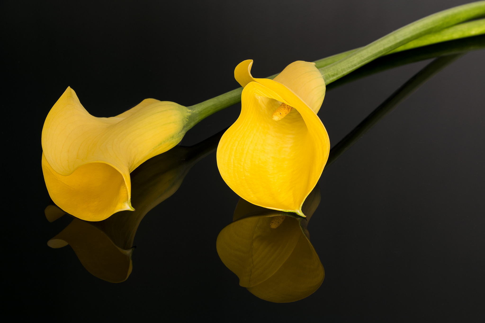 Baixe gratuitamente a imagem Flores, Flor, Flor Amarela, Terra/natureza, Reflecção, Copo De Leite na área de trabalho do seu PC